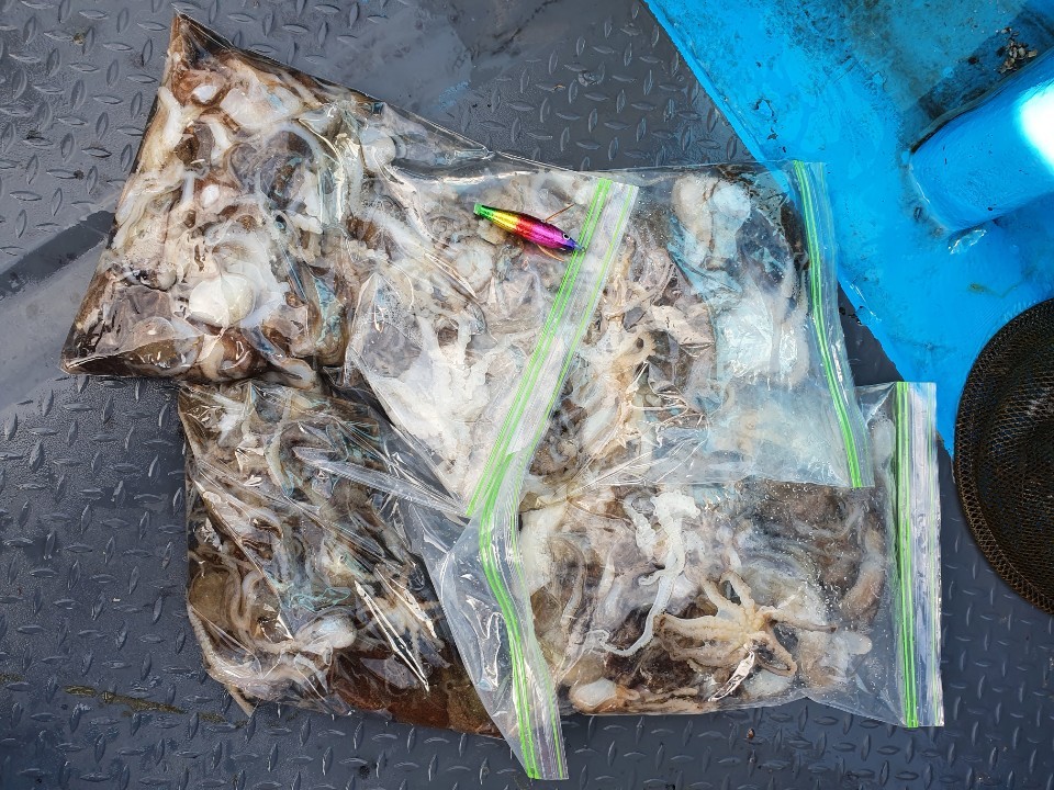 해상1호 9월14일 조황