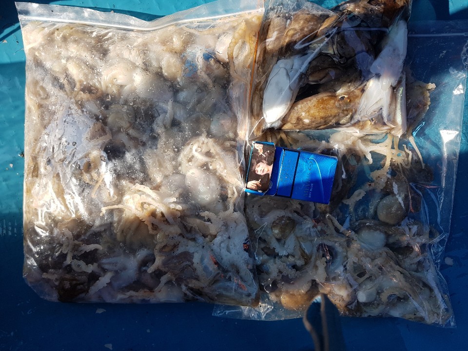 2020년9월10일 해상1호  주꾸미출조