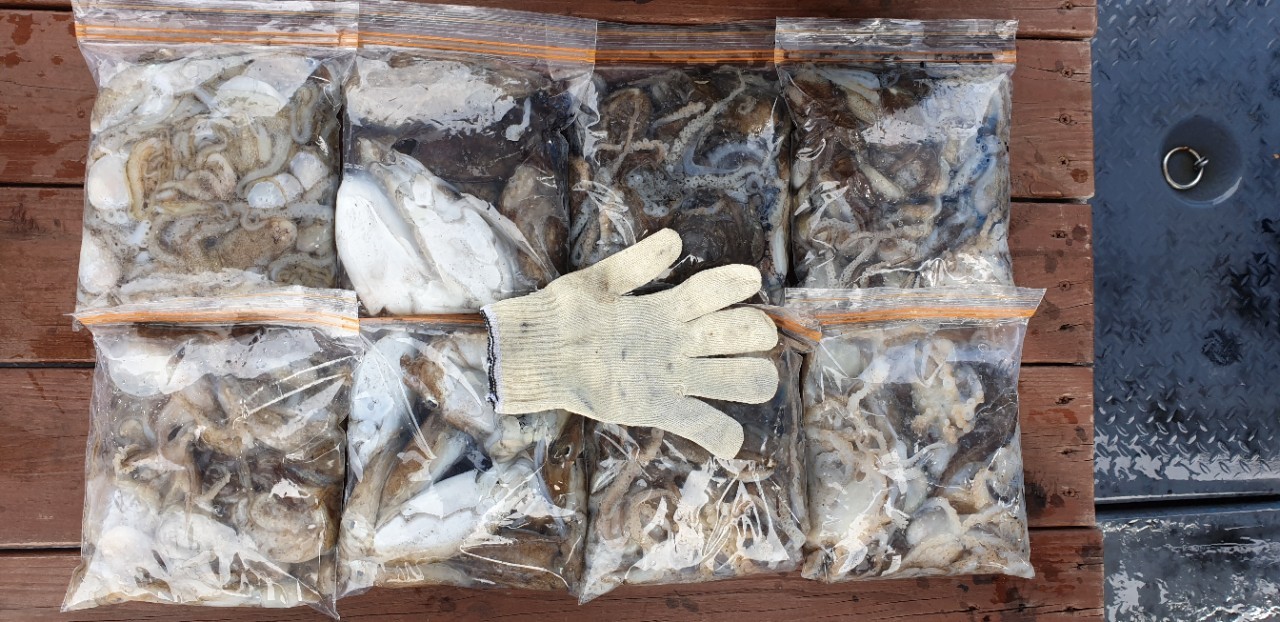 해상1호 9월15일 주꾸미출조