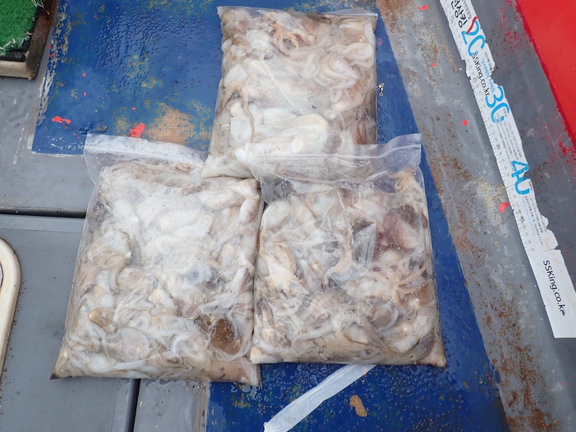 2020년09월11일 주꾸미출조