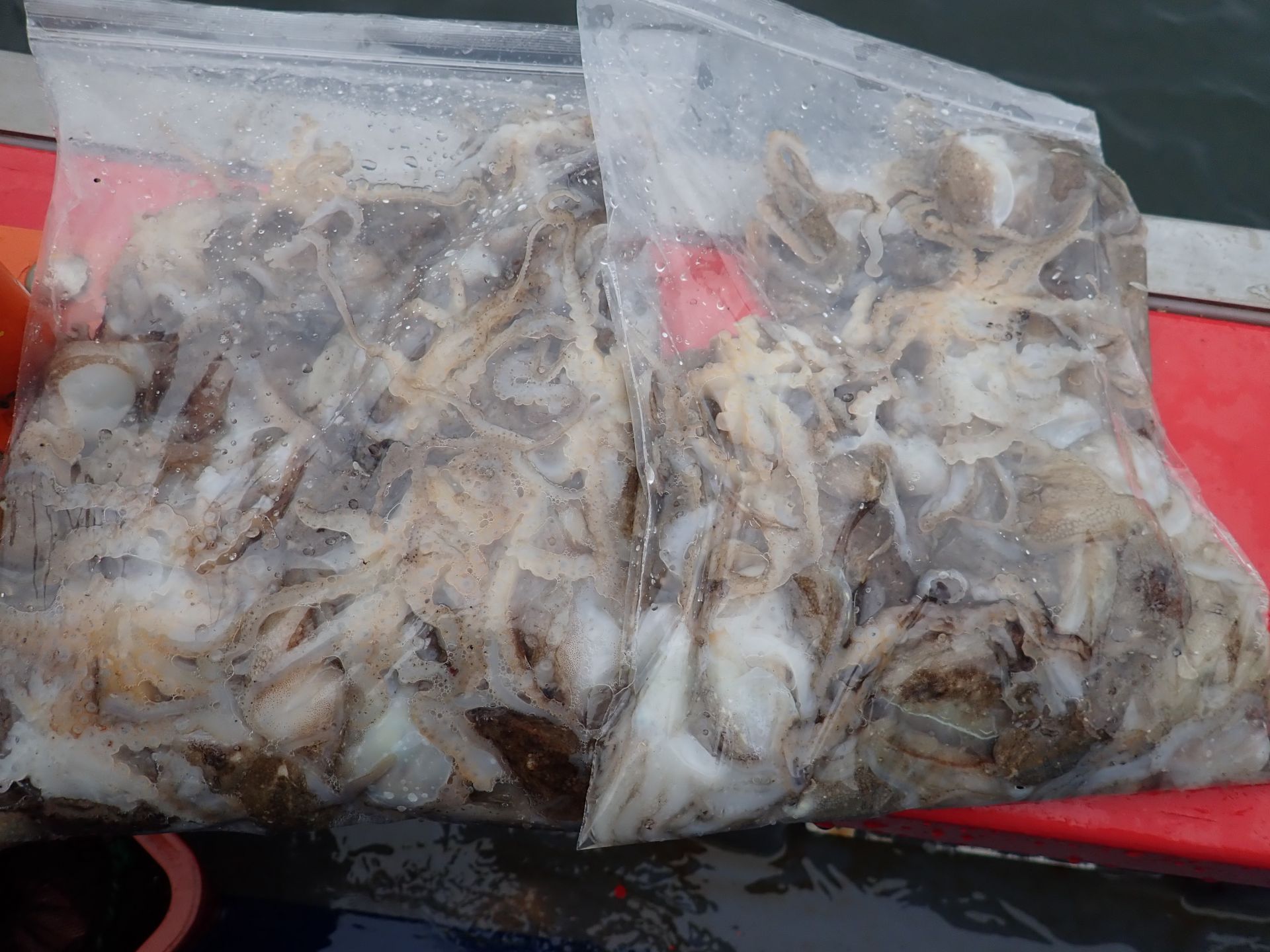 2020년9월10일 주꾸미출조