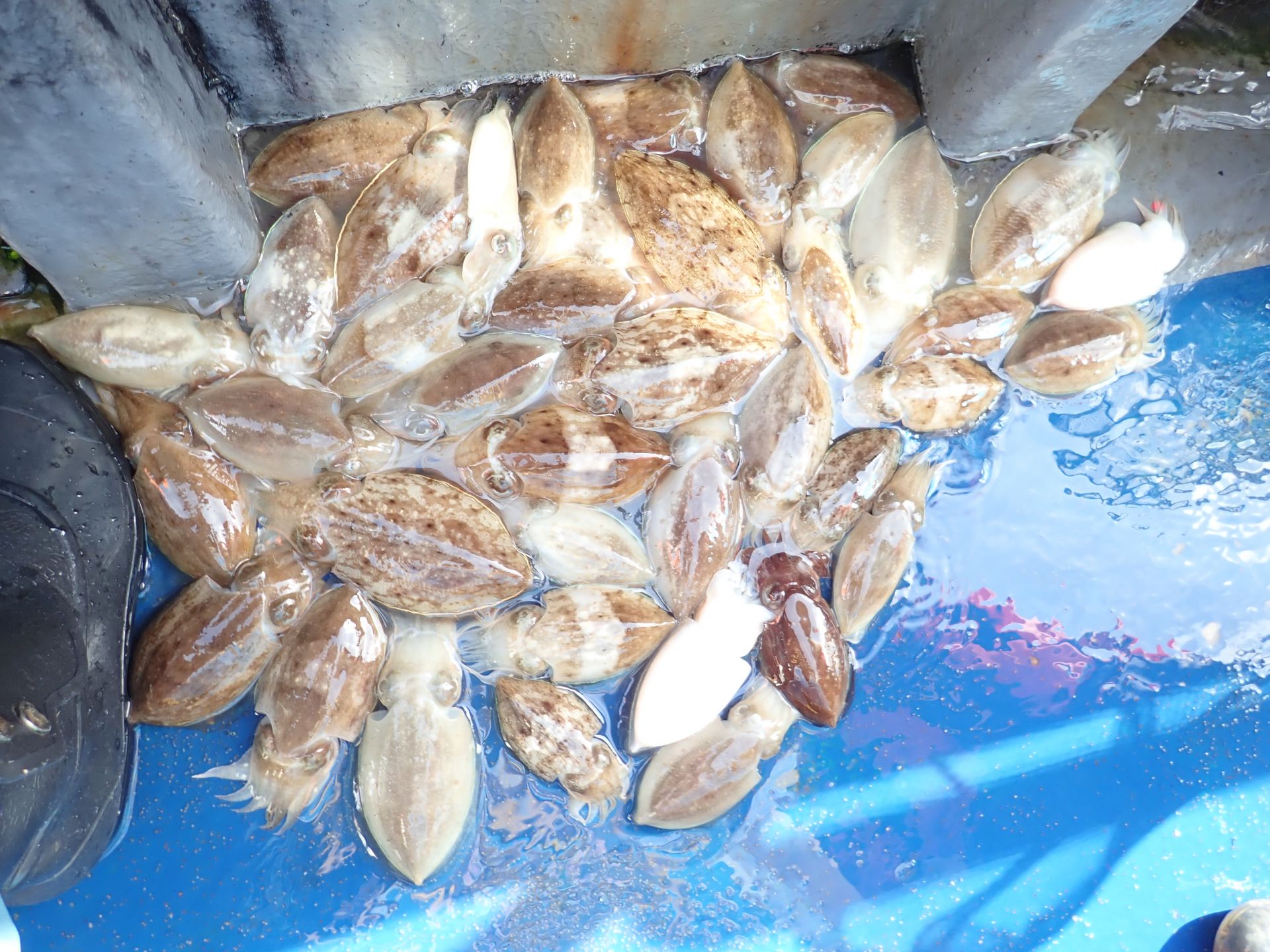 2020년09월23일 주꾸미출조