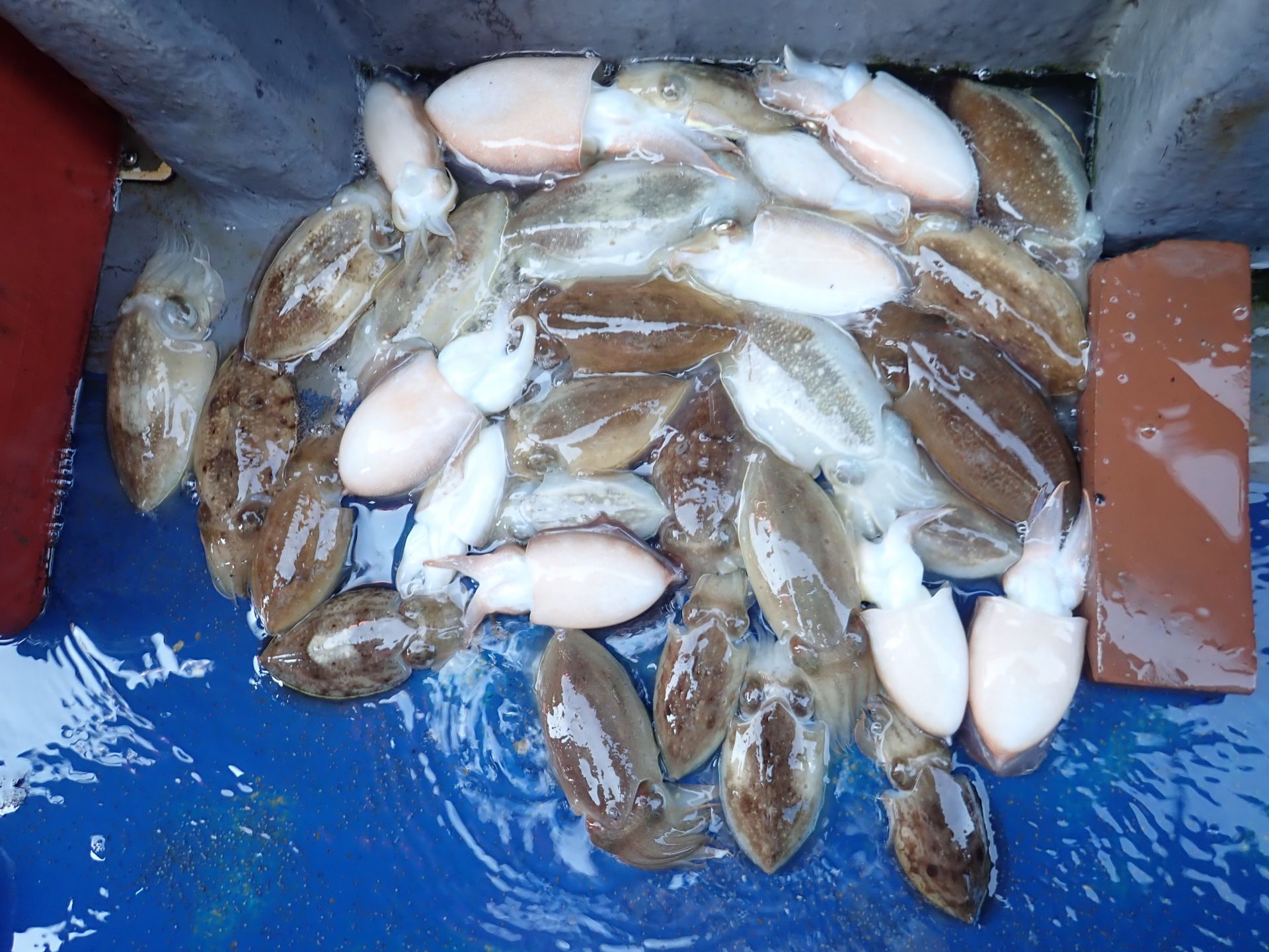 2020년09월22일 주꾸미출조