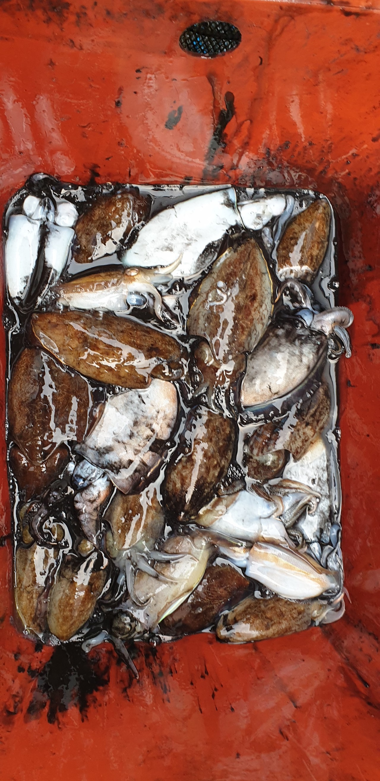 해상1호 10월13일 주꾸미출조