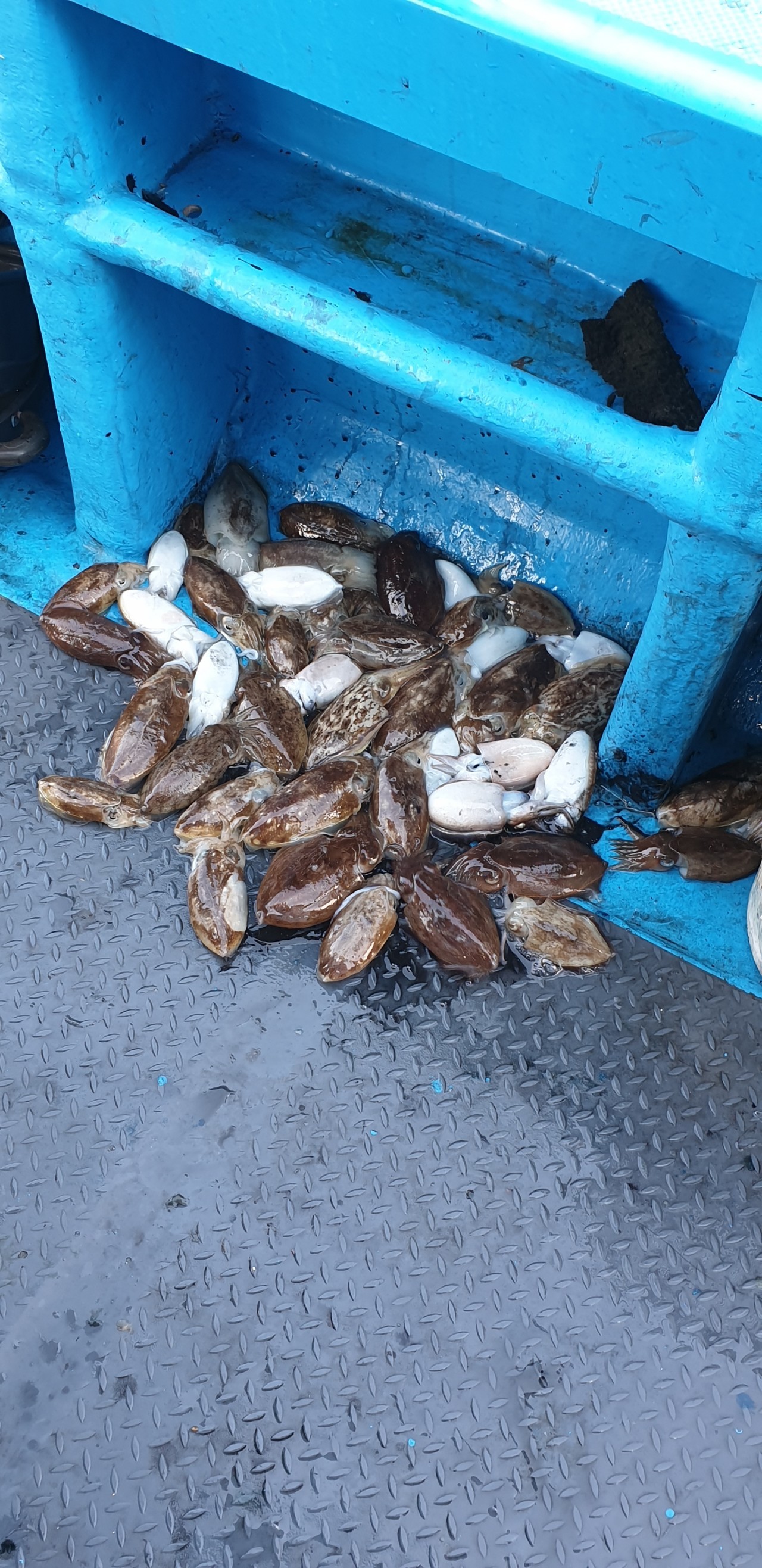 해상1호 10월07일 주꾸미출조