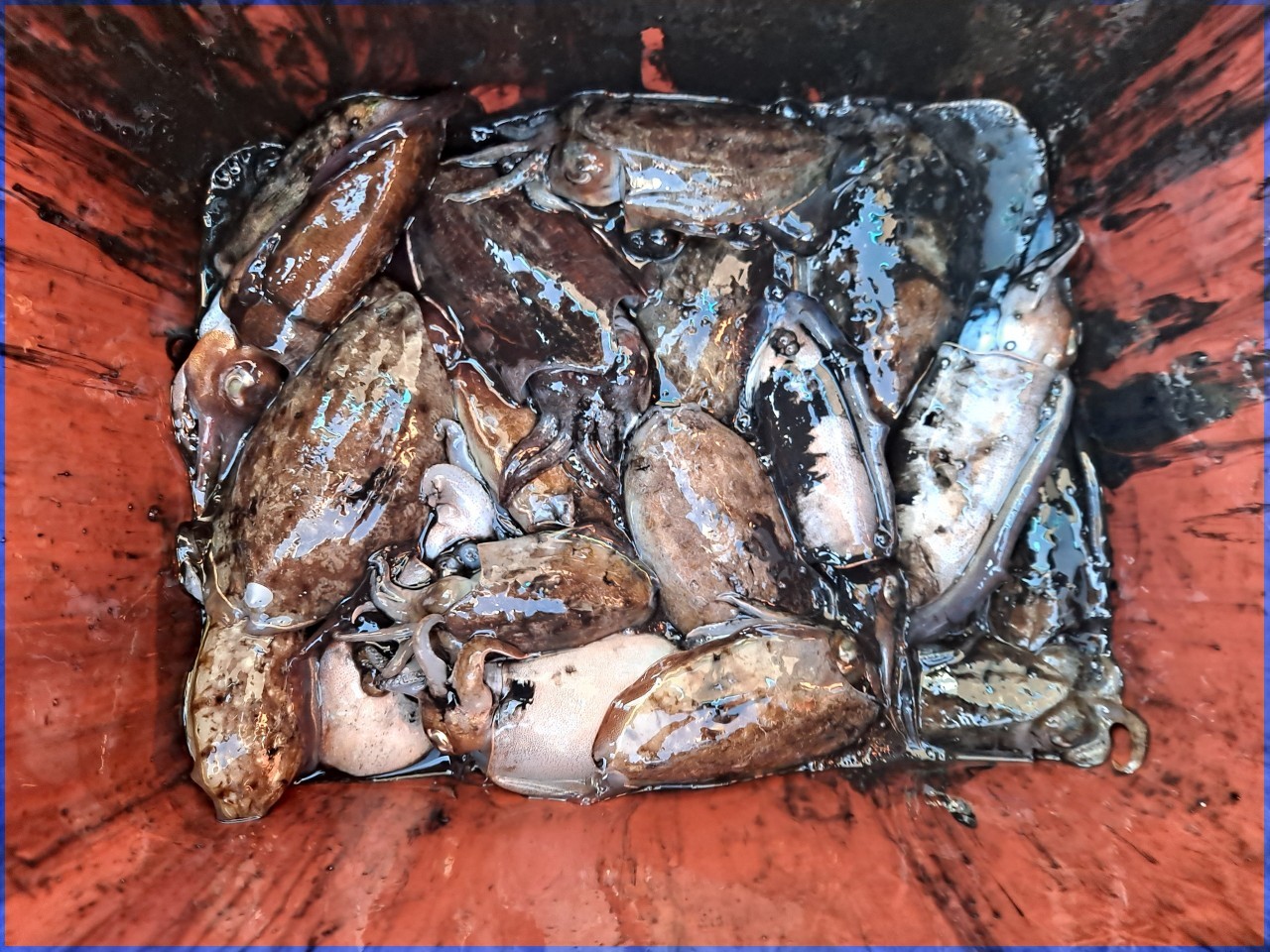 해상1호 10월25일 주꾸미출조