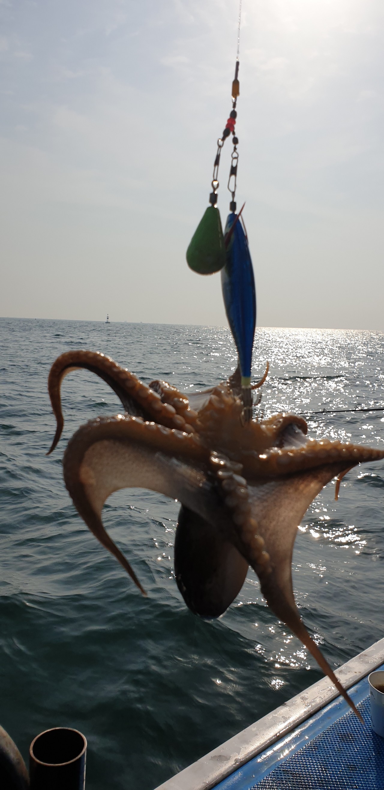 해상1호 10월27일 주꾸미출조