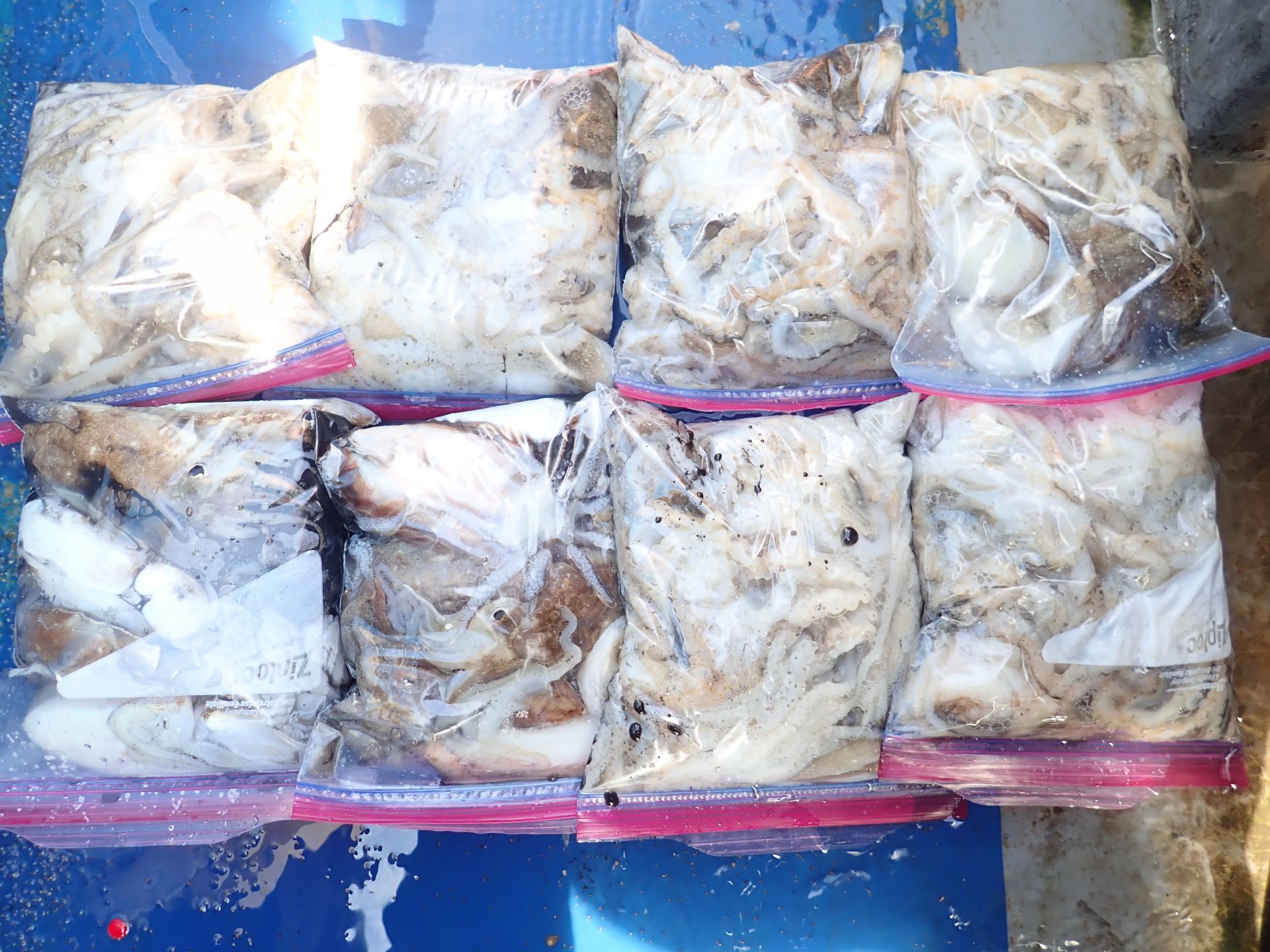 2020년10월07일 주꾸미출조