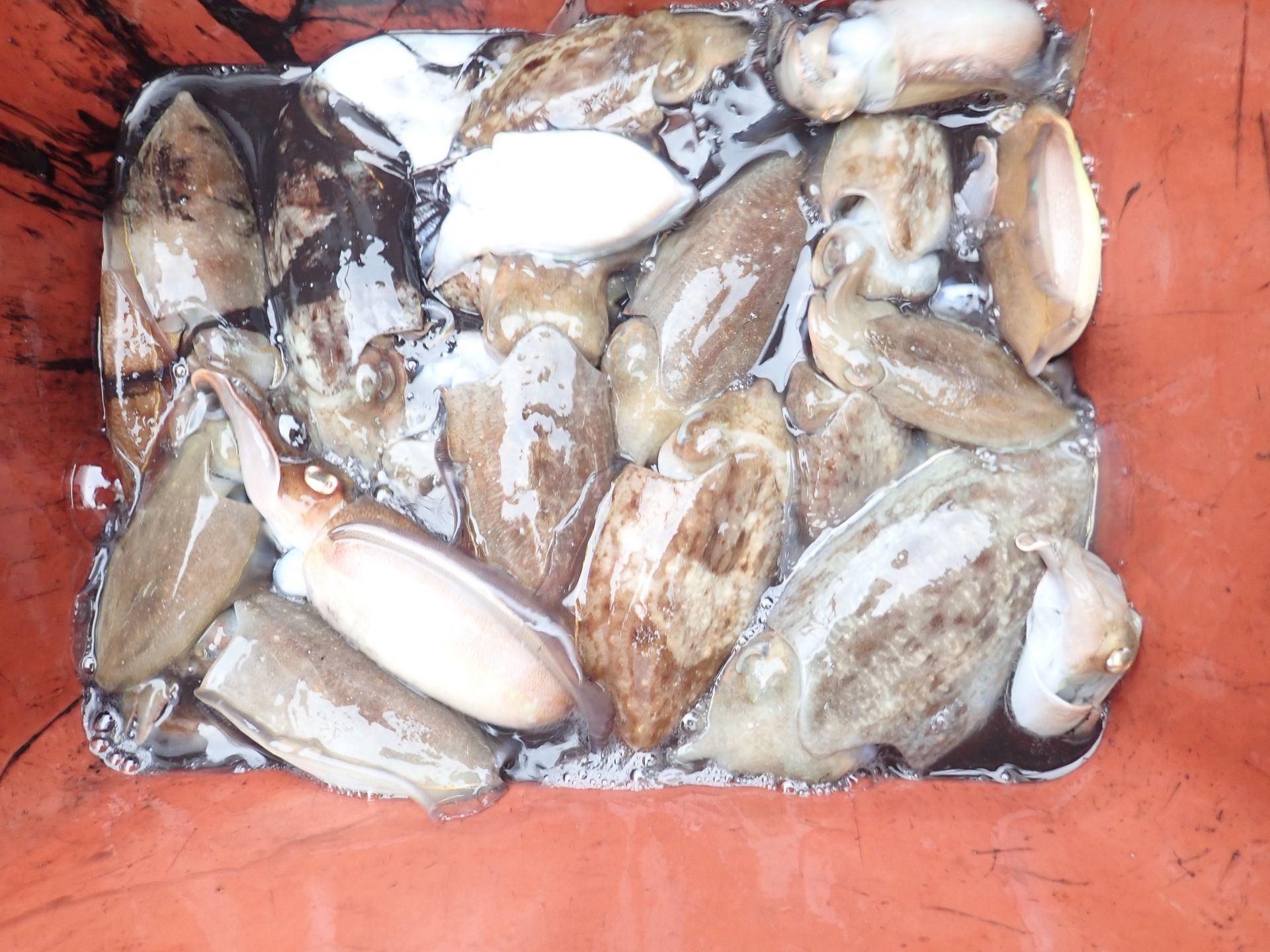 2020년10월11일 주꾸미출조