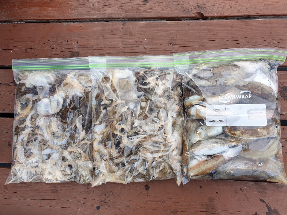 해상1호 10월10일 주꾸미출조