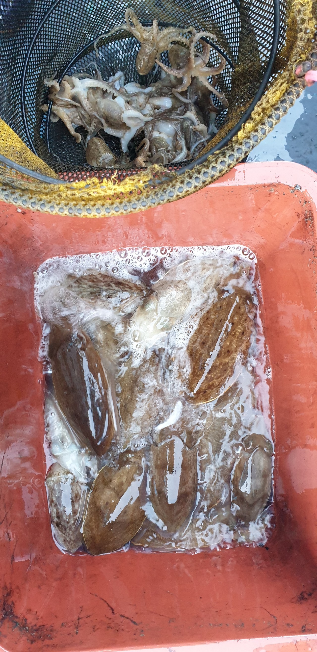 해상1호 10월22일 주꾸미출조