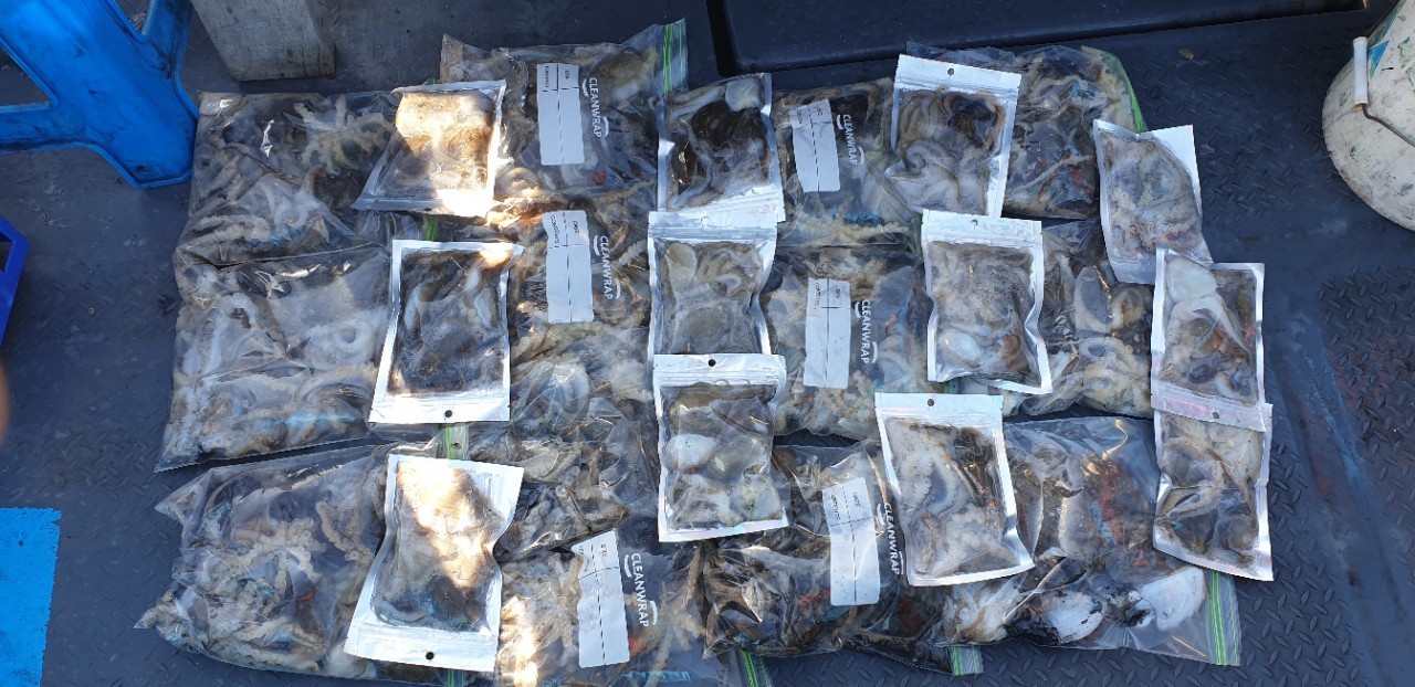 해상1호 11월10일 주꾸미출조