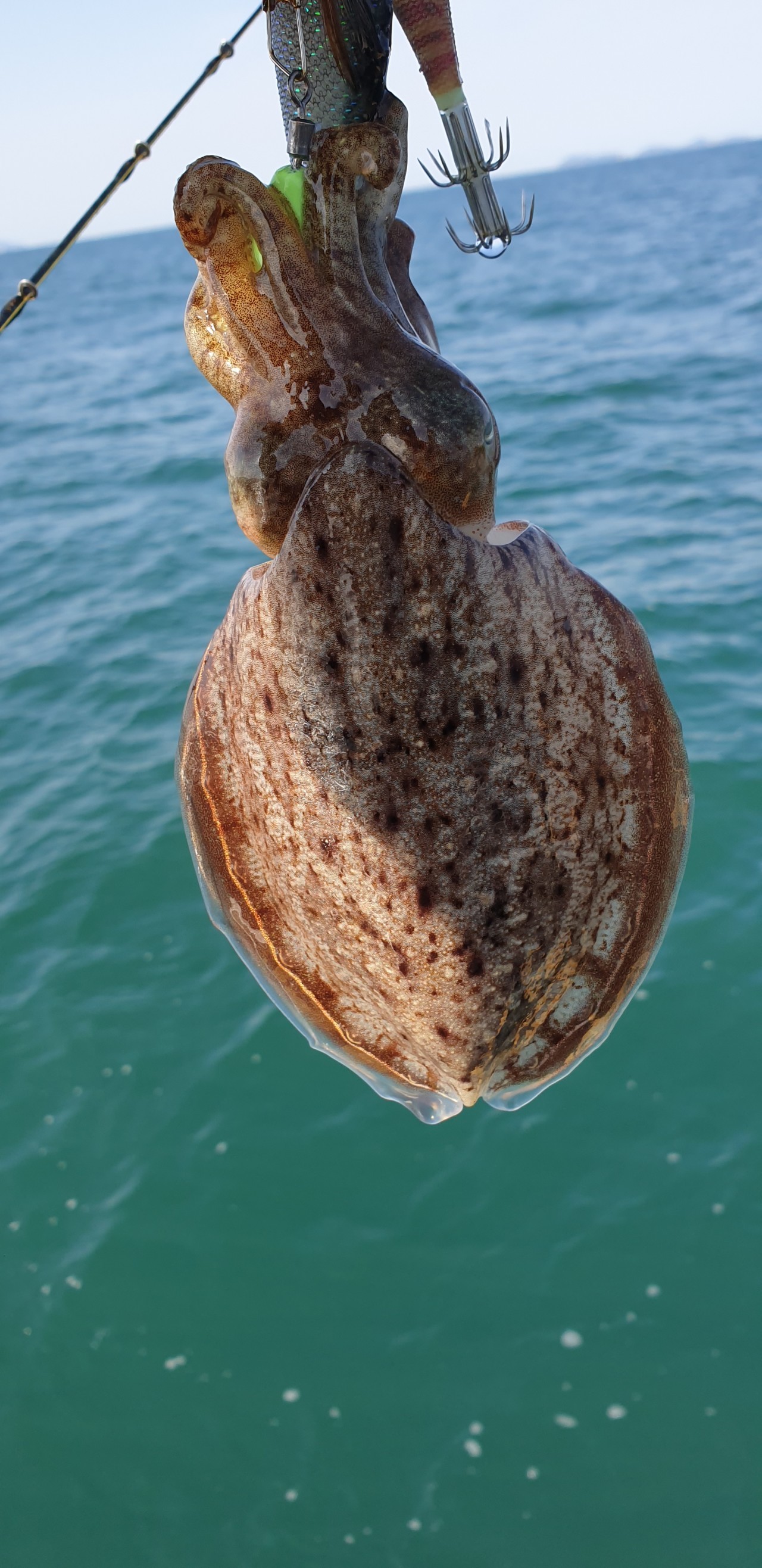 해상1호 11월05일 주꾸미출조