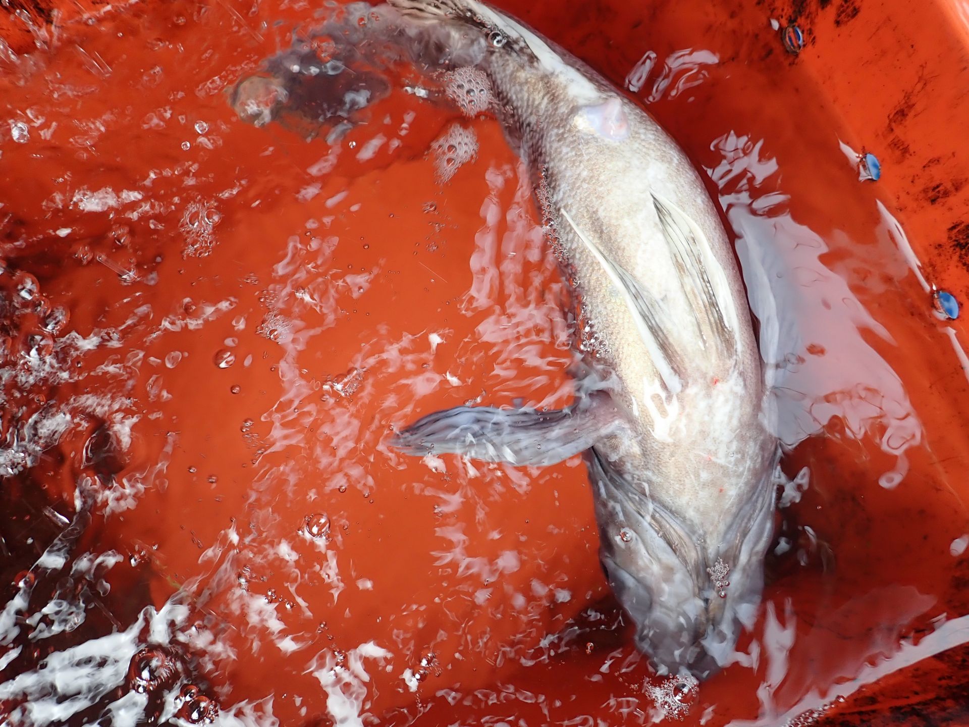 2020년12월19일 다운샷출조