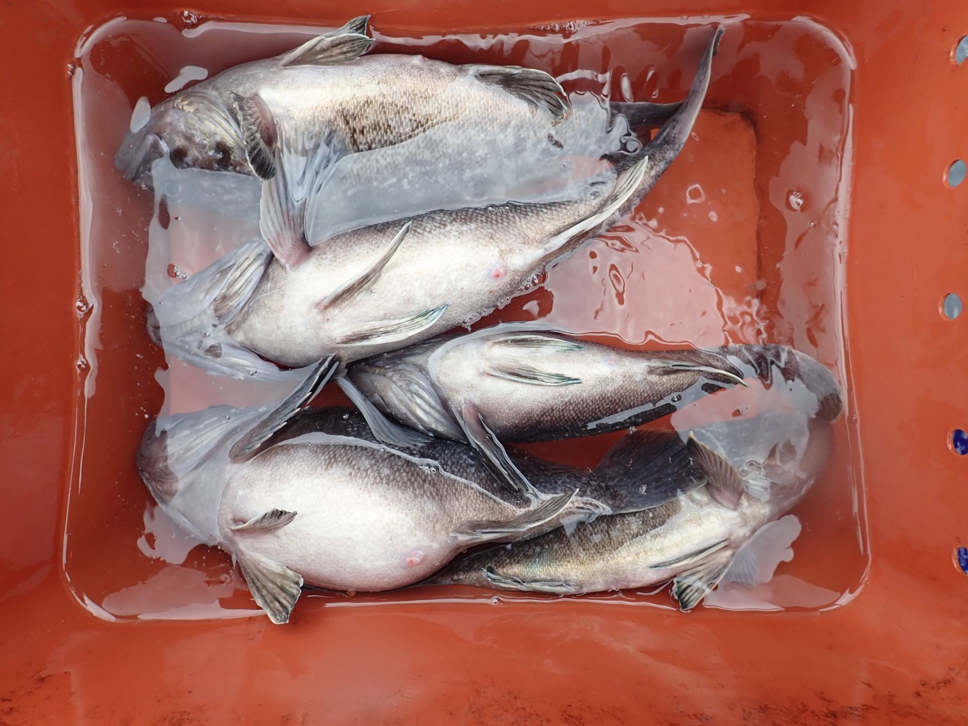 2020년04월23일 조업출조