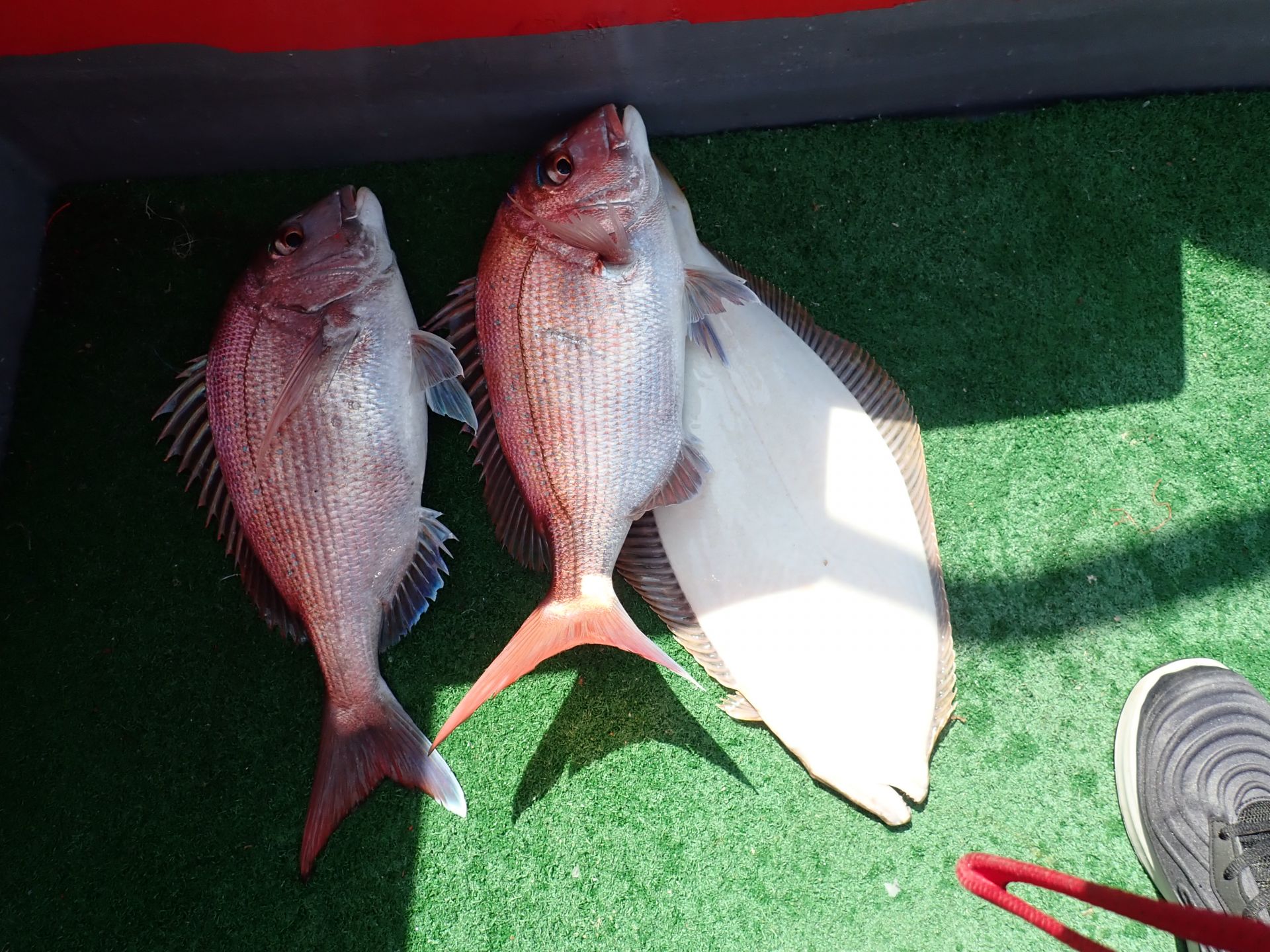 2021년05월24일 나홀로 참돔출조