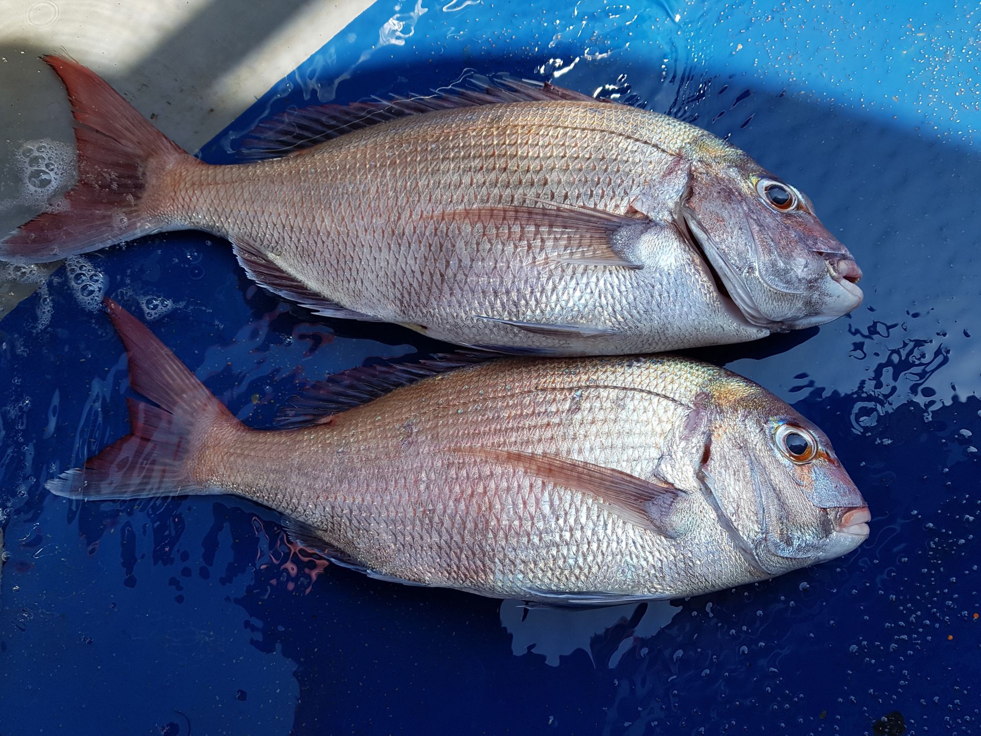 2021년05월26일 참돔출조