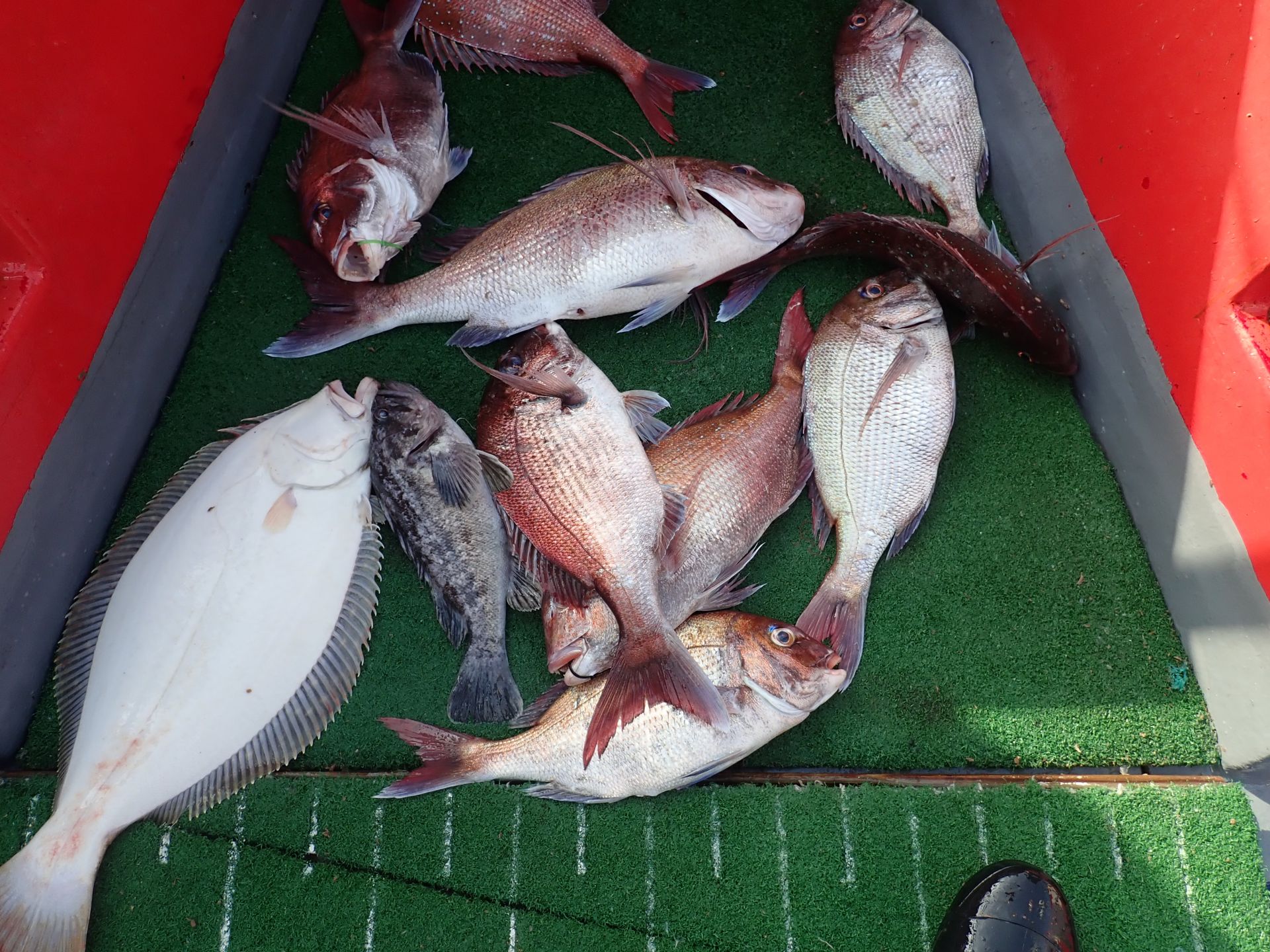 2021년06월19일 참돔출조