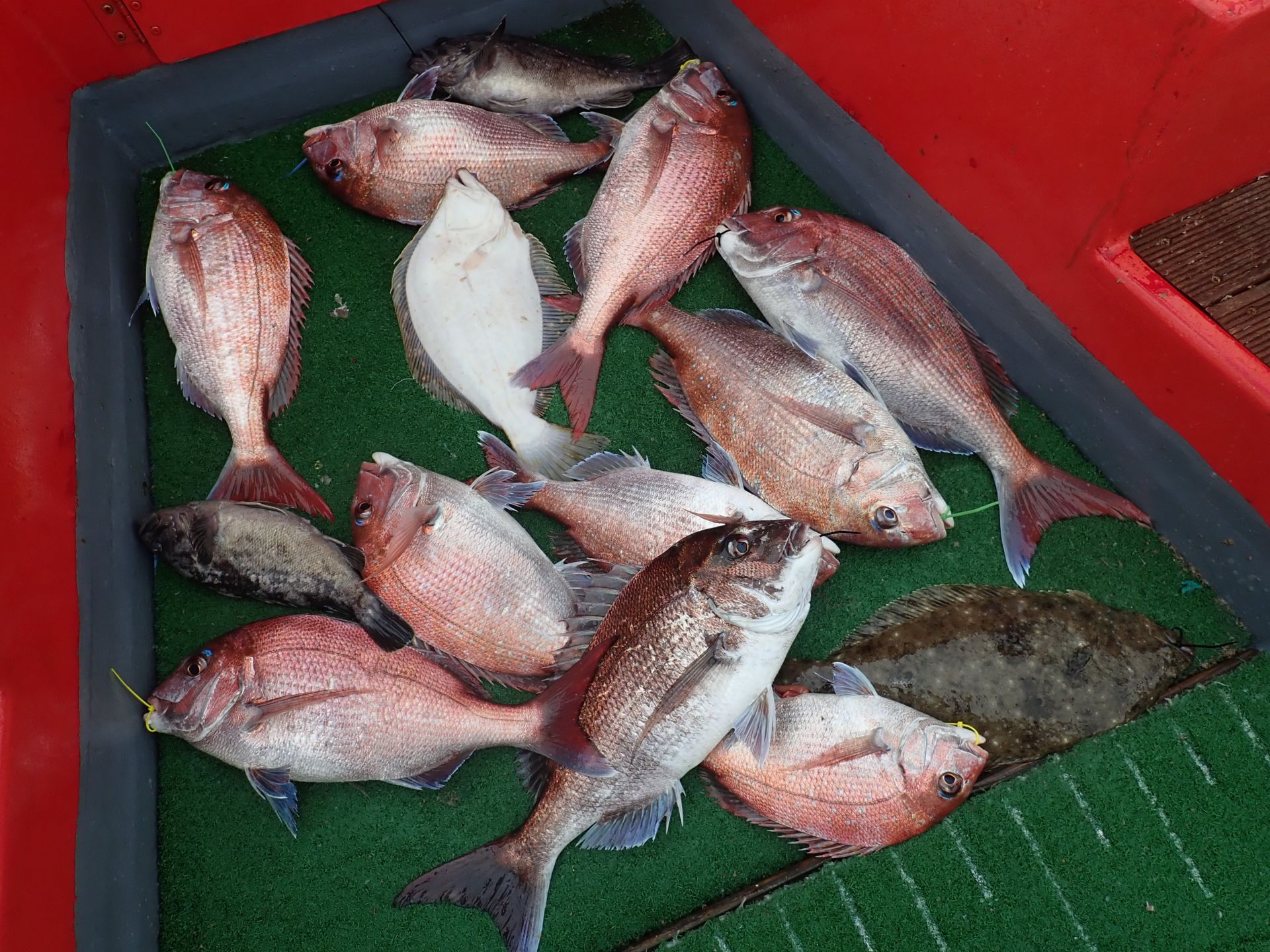 2021년06월15일 참돔출조