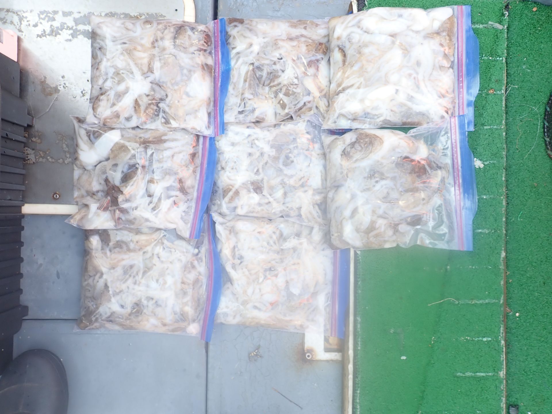 2025년09월04일 주꾸미 출조