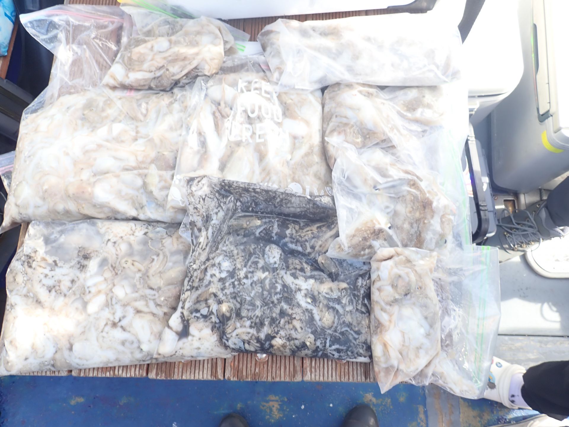 2025년09월03일 주꾸미 출조