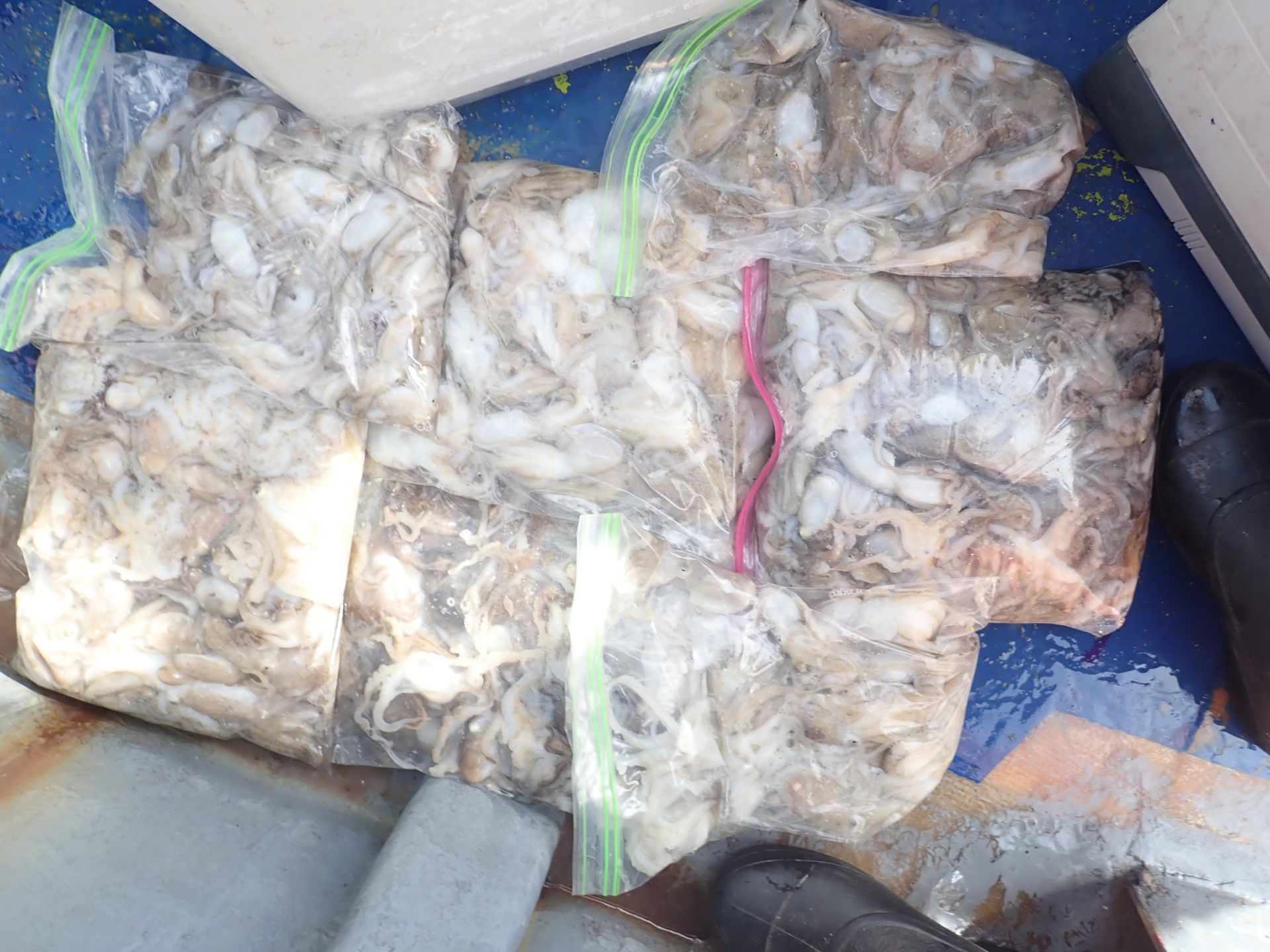 2025년09월02일 주꾸미 출조