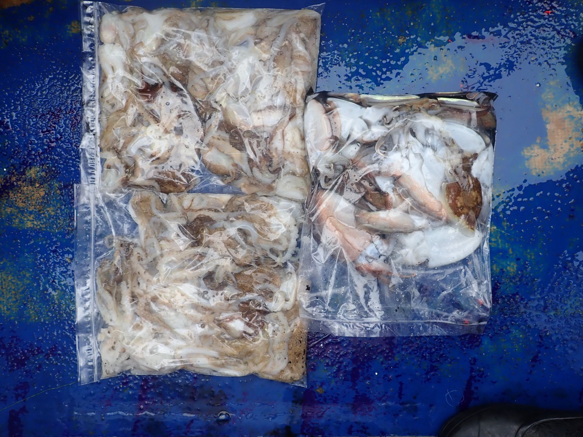 2025년09월27일 주꾸미 출조