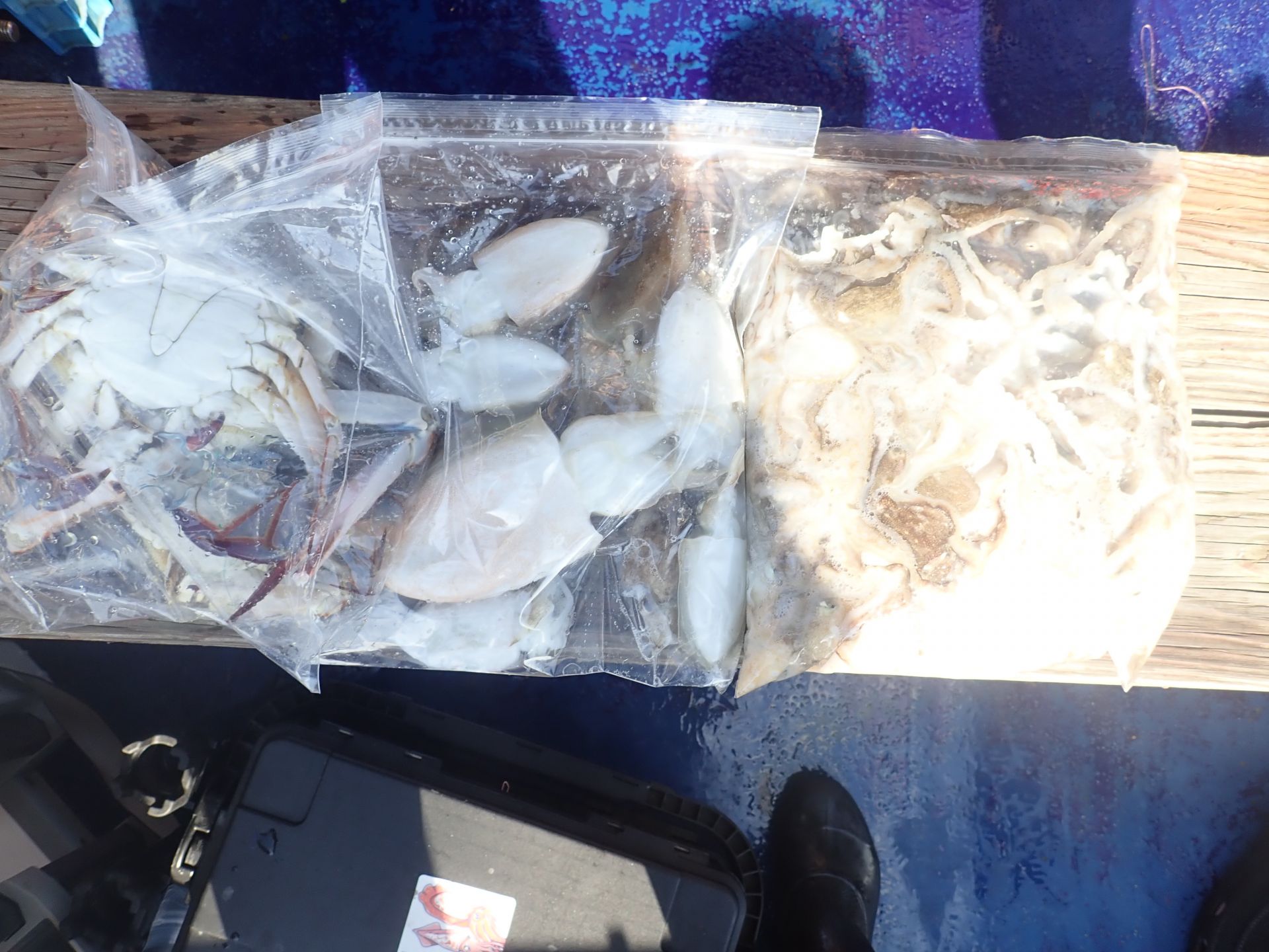 2025년09월11일 주꾸미 출조