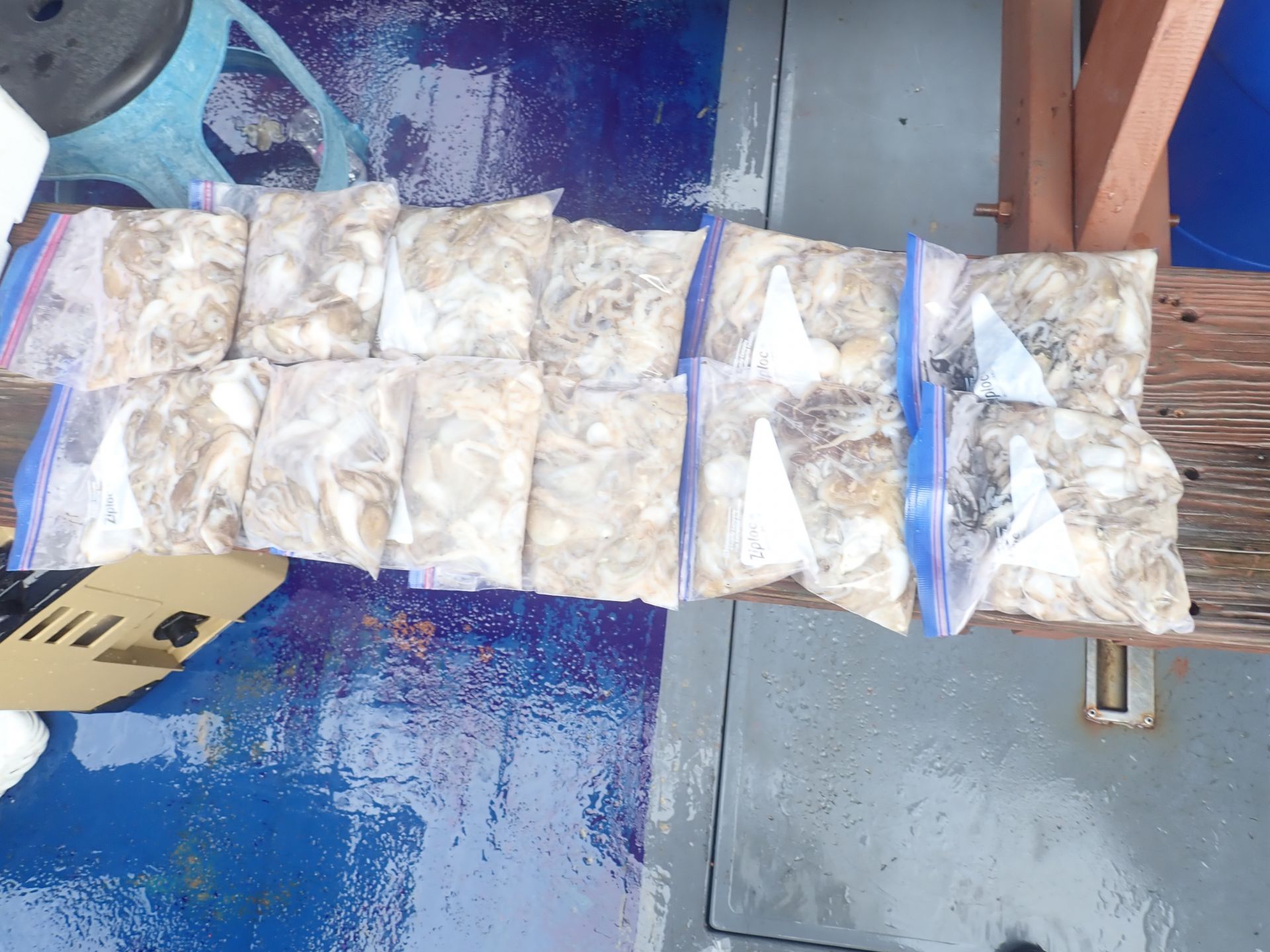 2025년09월01일 주꾸미 출조