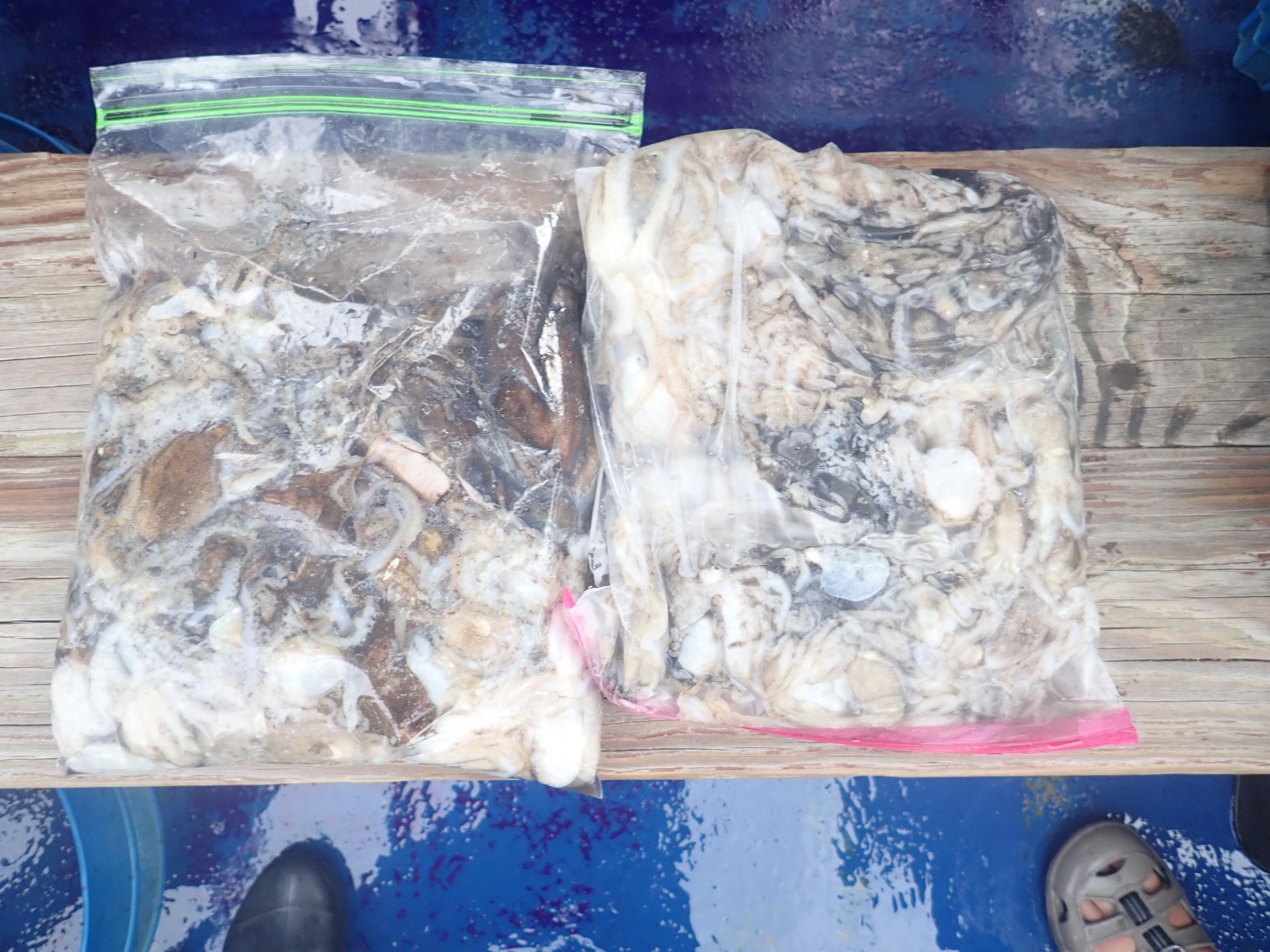 2025년09월06일 주꾸미 출조