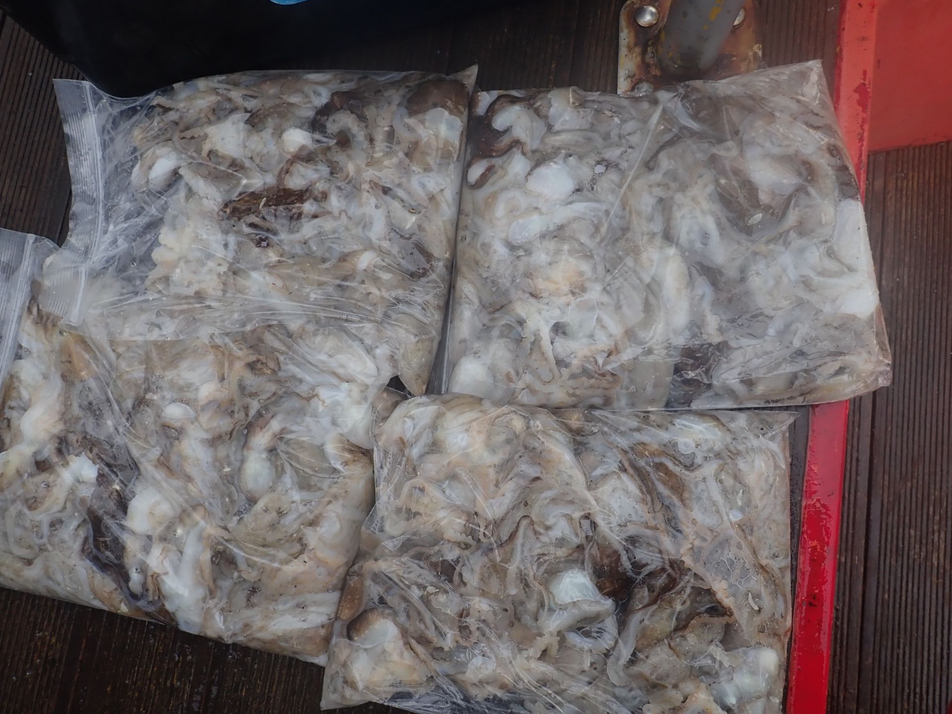 2025년09월16일 주꾸미 출조