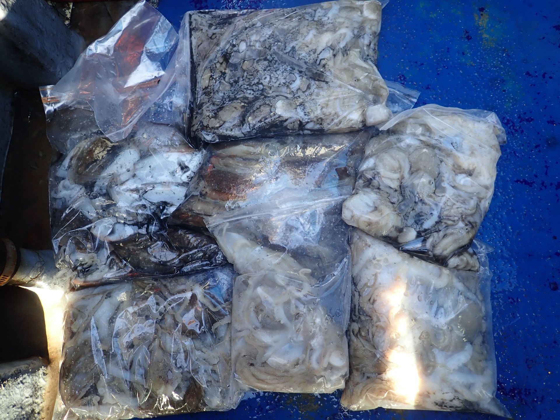 2025년09월21일 주꾸미 출조