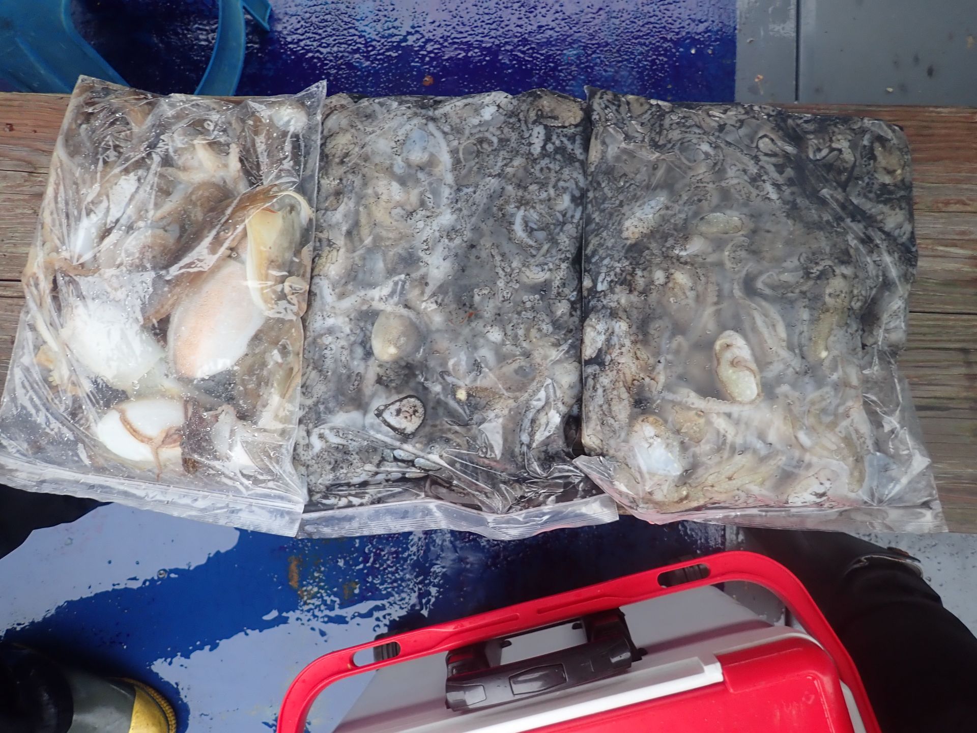 2025년09월19일 주꾸미 출조