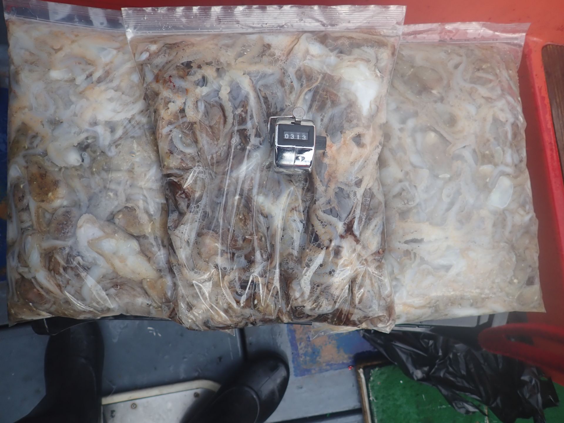 2025년09월15일 주꾸미 출조