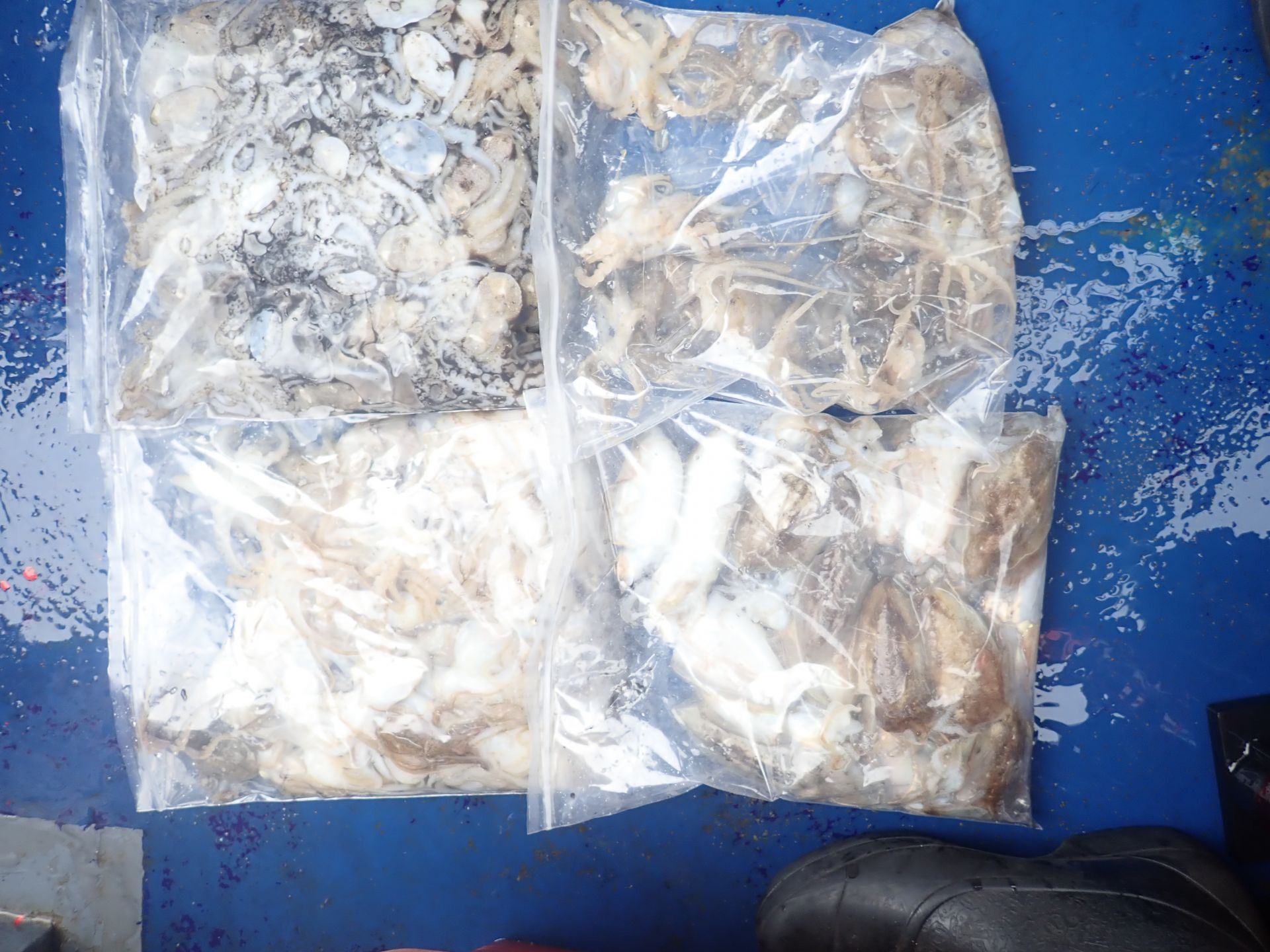 2025년09월07일 주꾸미 출조