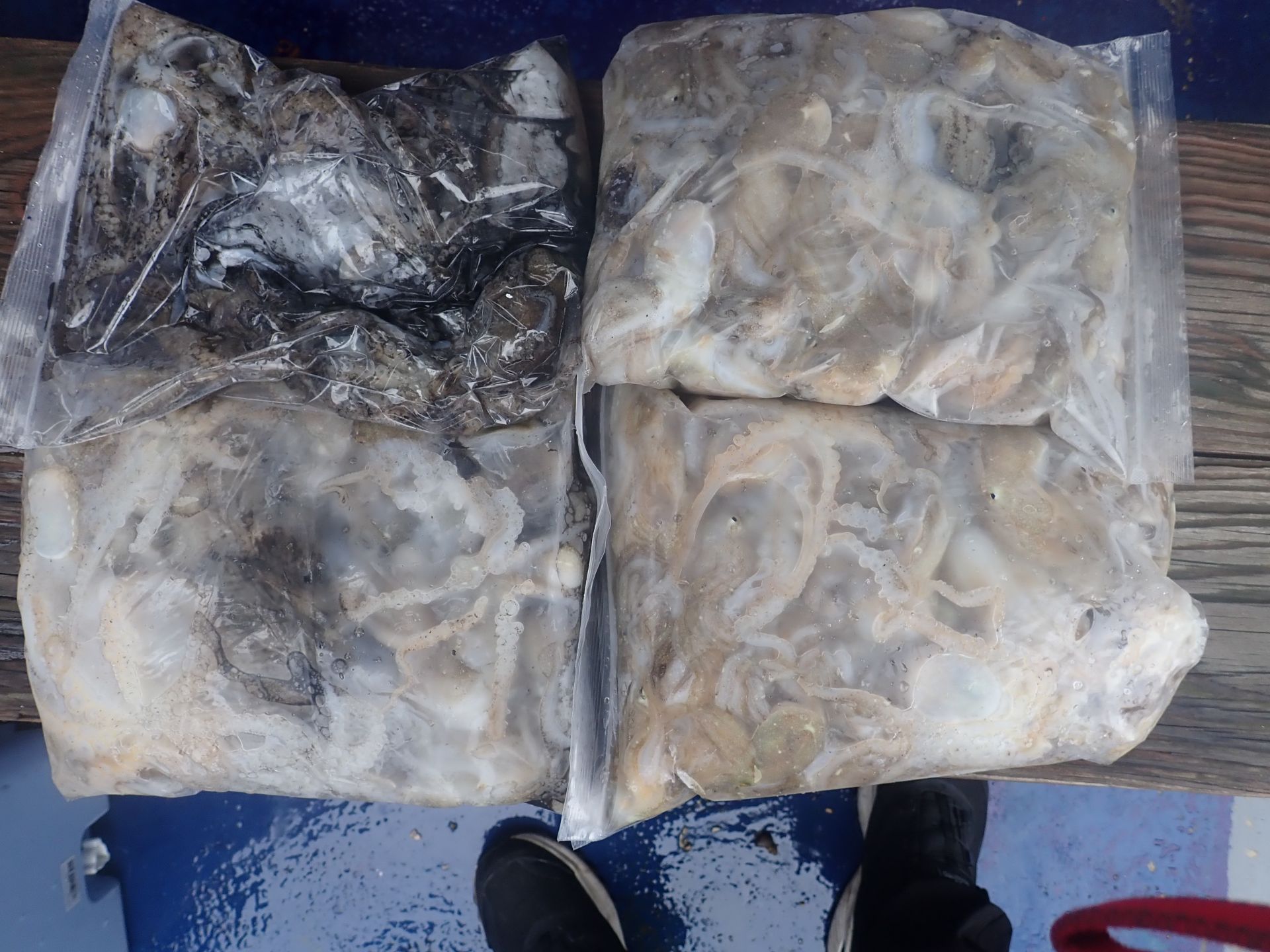 2025년09월17일 주꾸미 출조