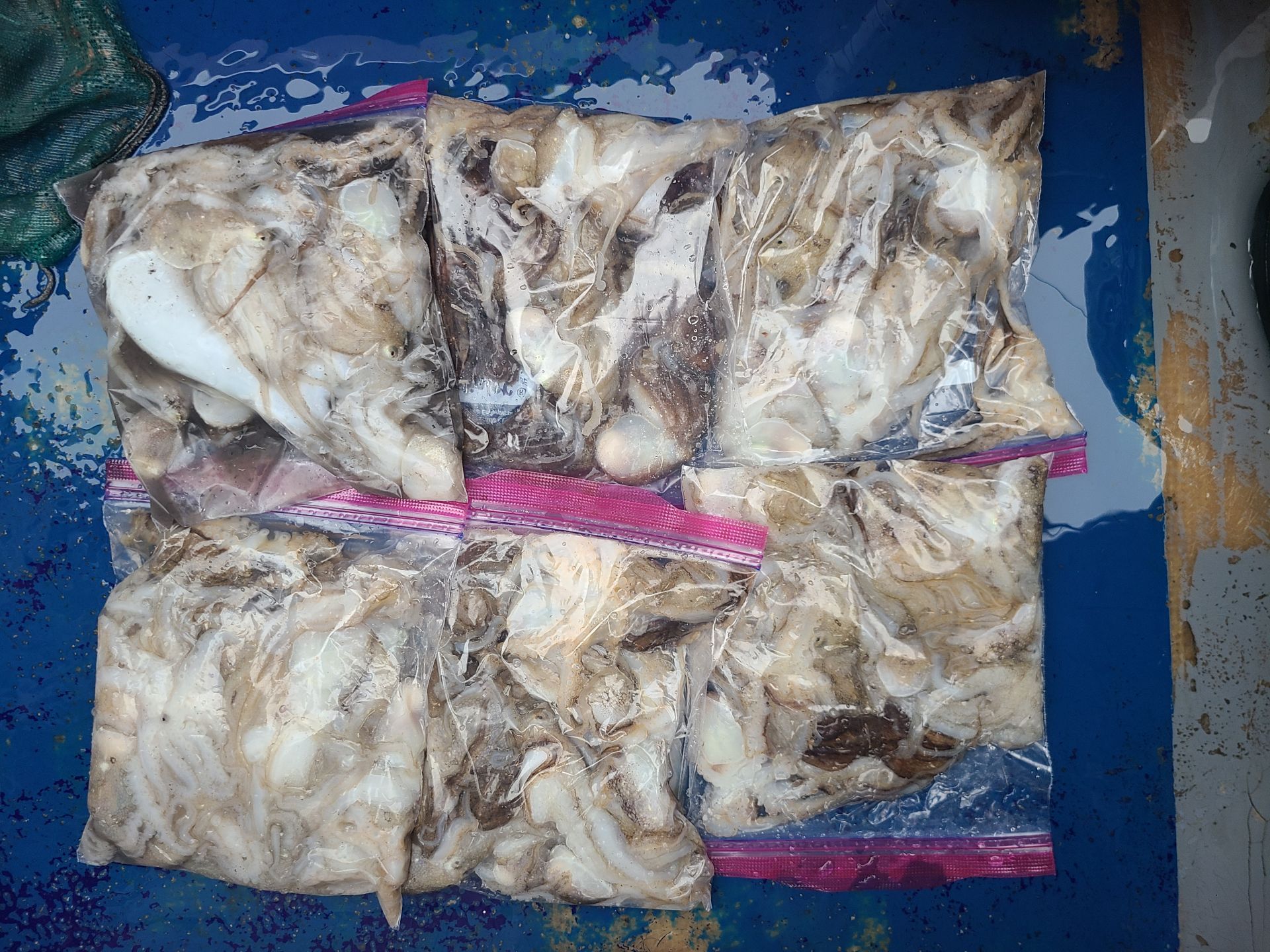 2025년10월03일 주꾸미 출조