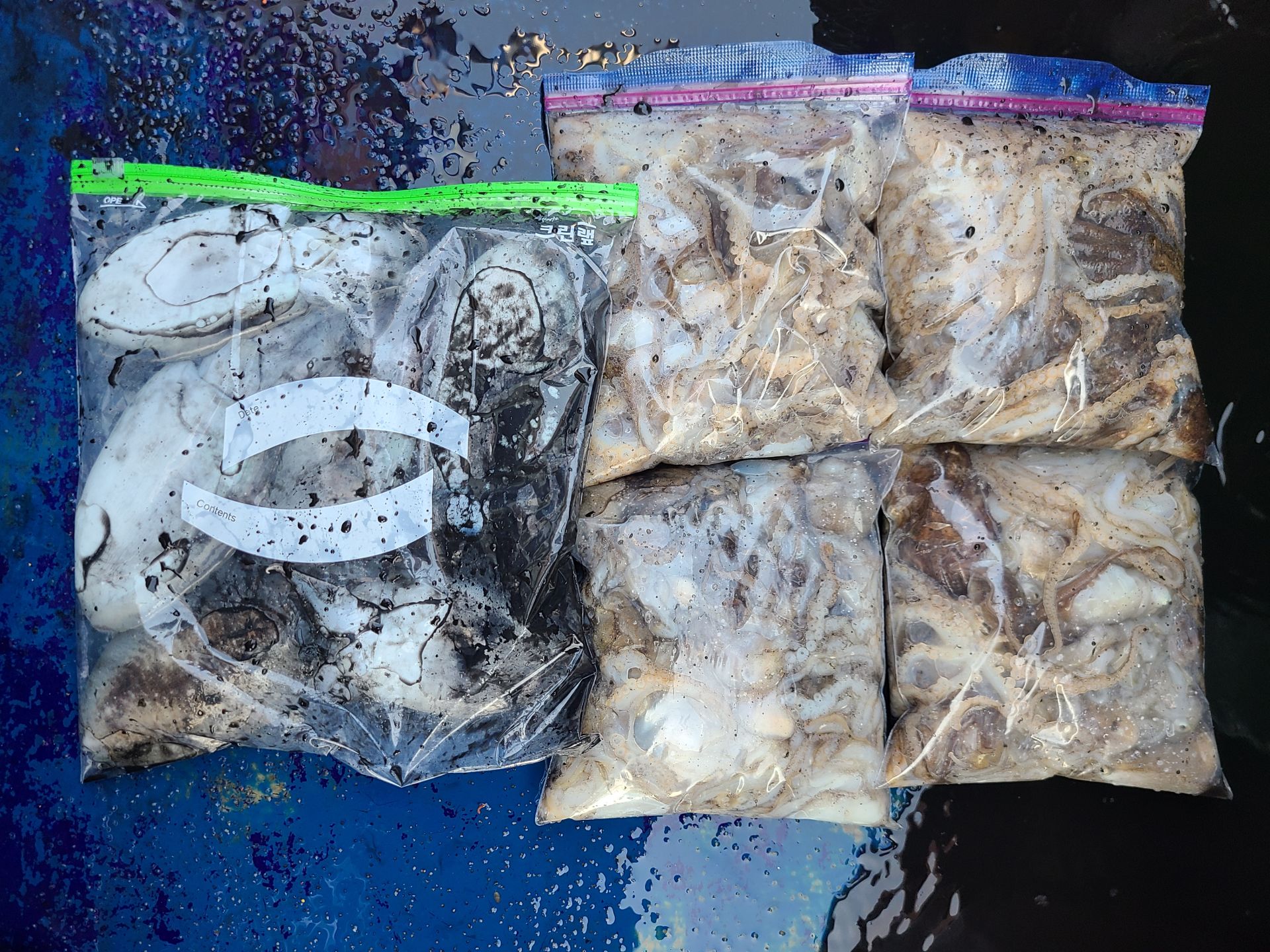 2025년10월31일 주꾸미 출조