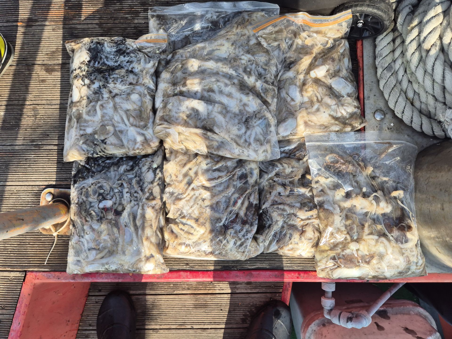 2025년10월01일 주꾸미 출조