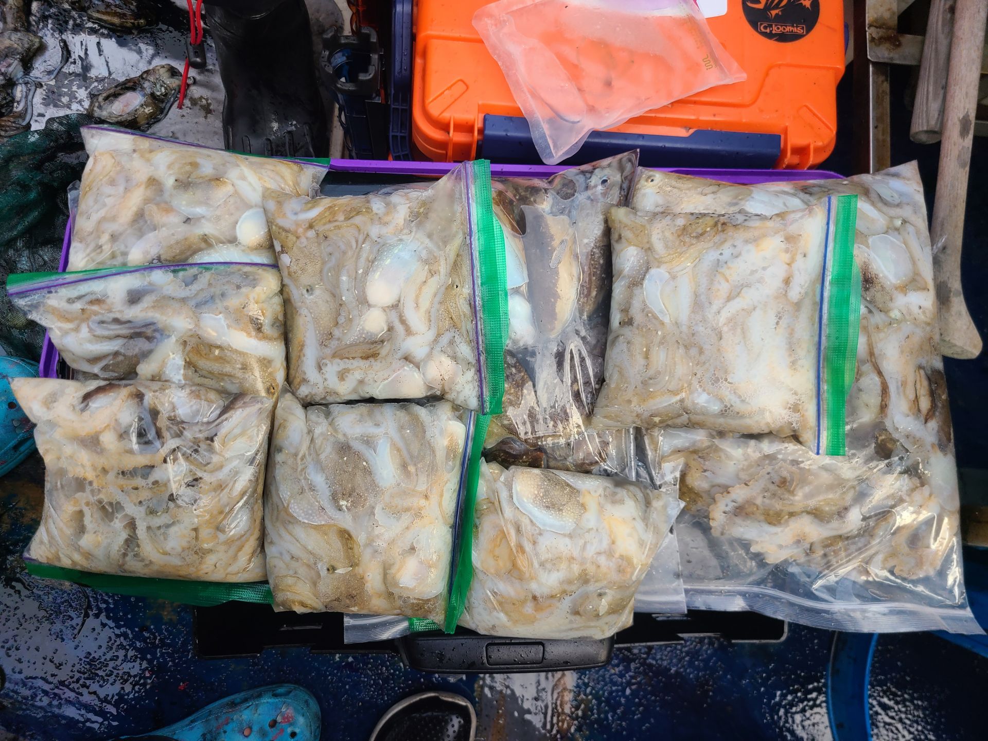 2025년10월04일 주꾸미 출조