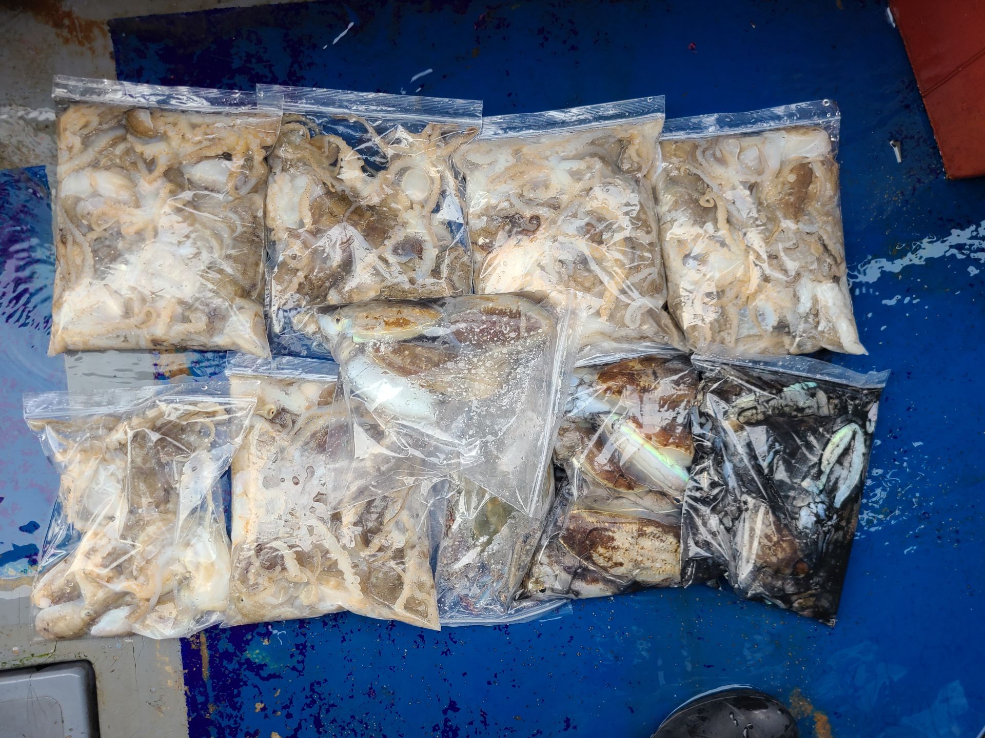 2025년10월19일 주꾸미 출조