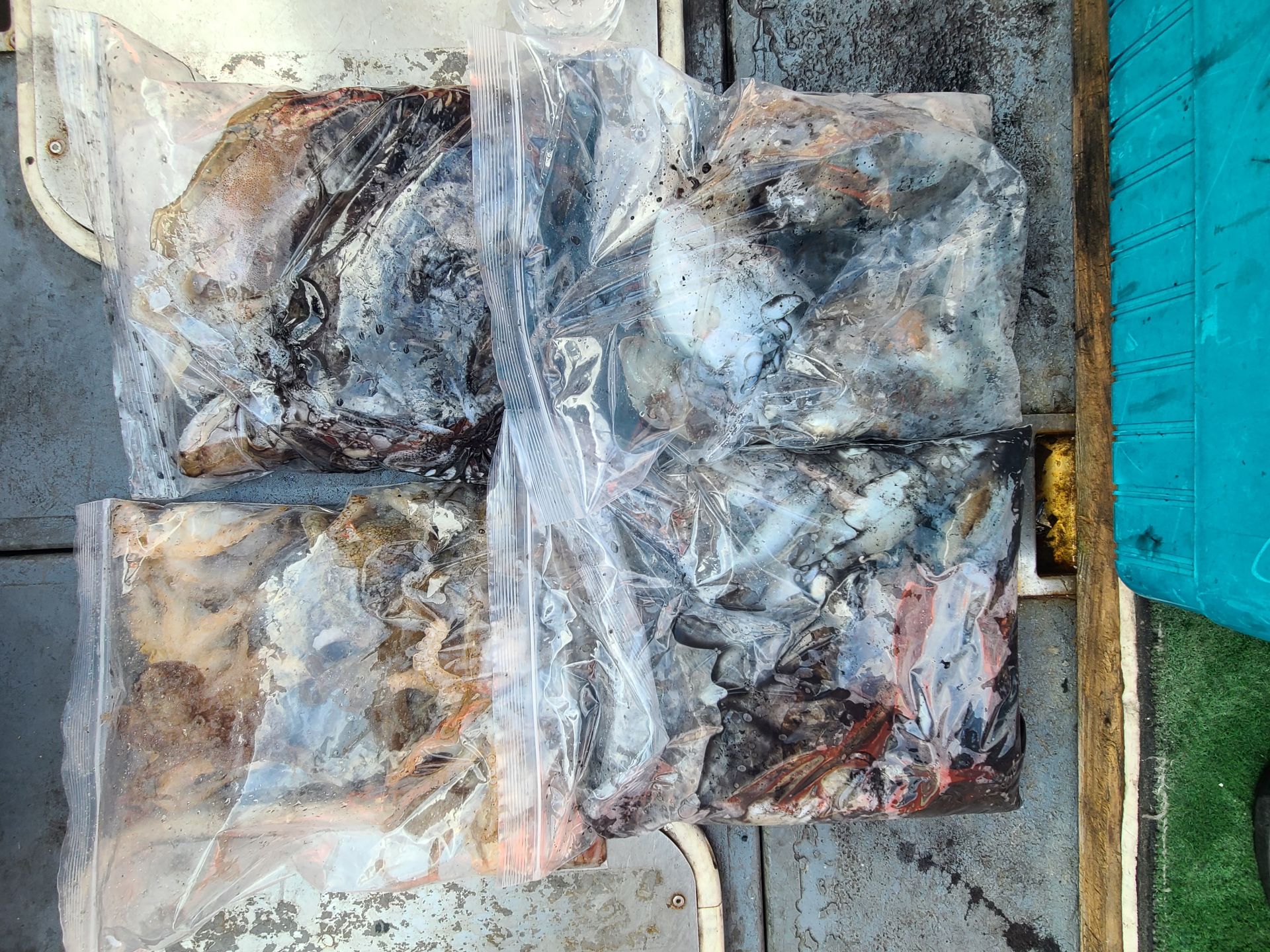 2025년10월09일 주꾸미 출조