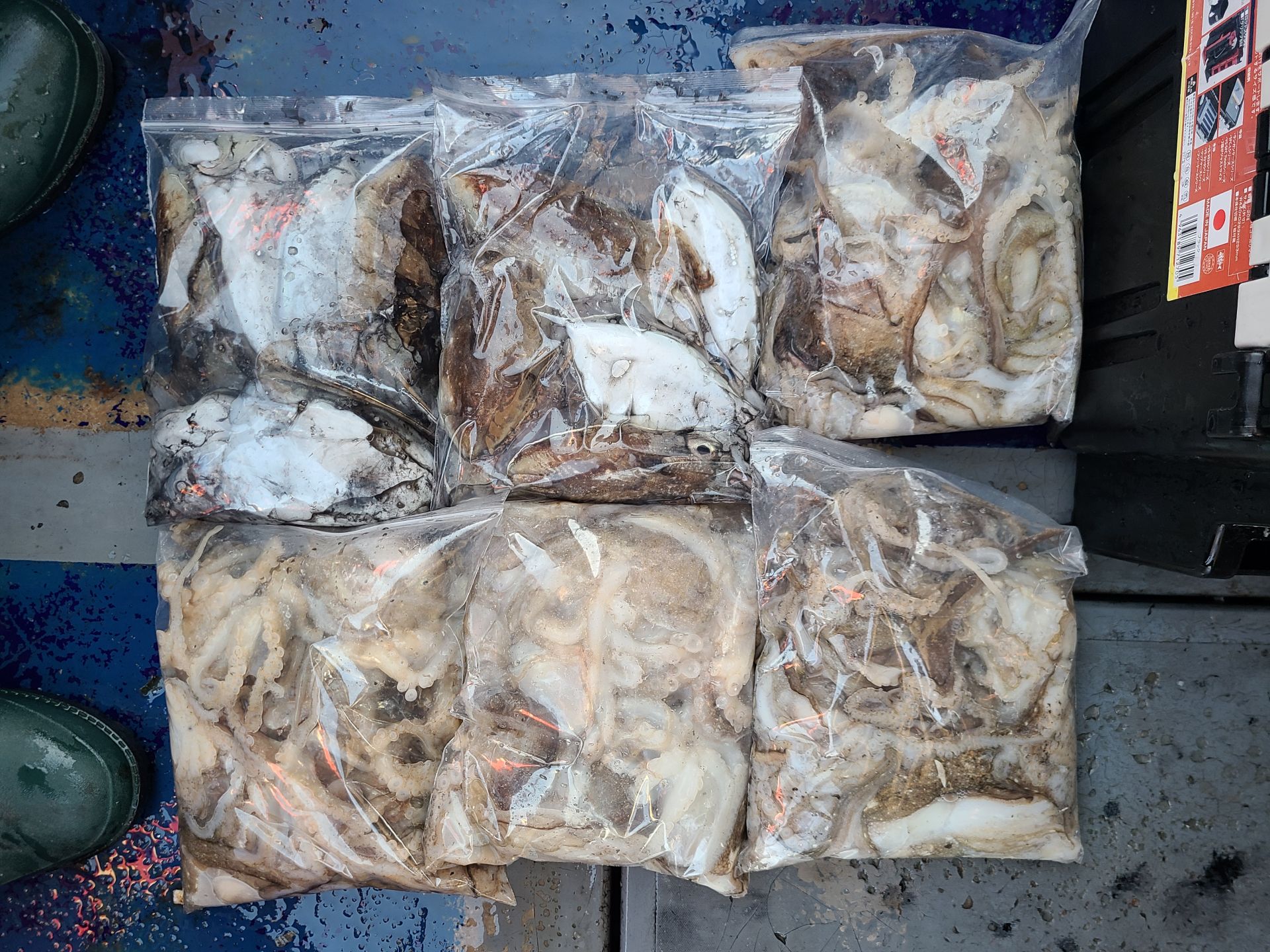 2025년11월15일 주꾸미 출조