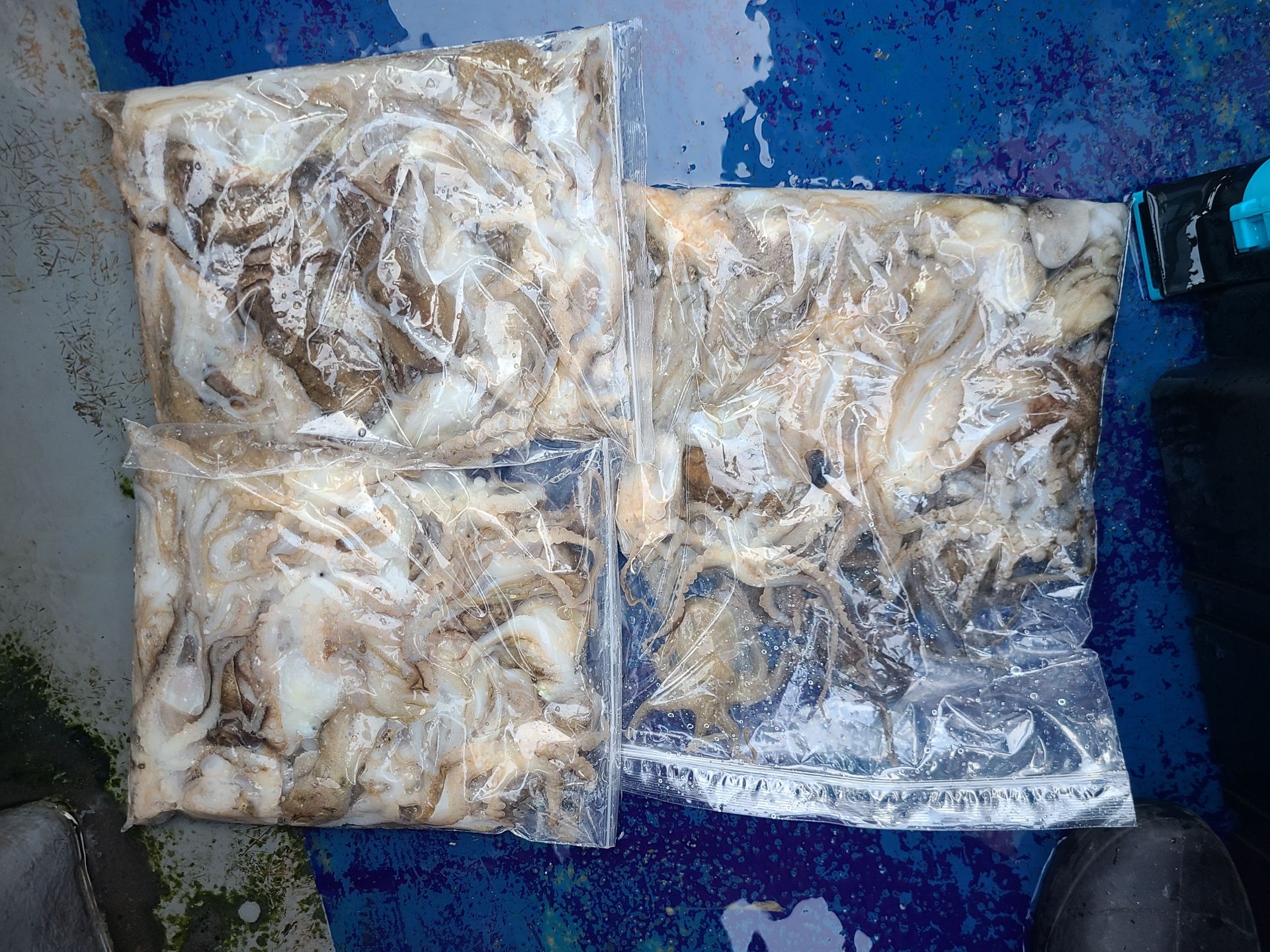 2025년11월01일 주꾸미 출조