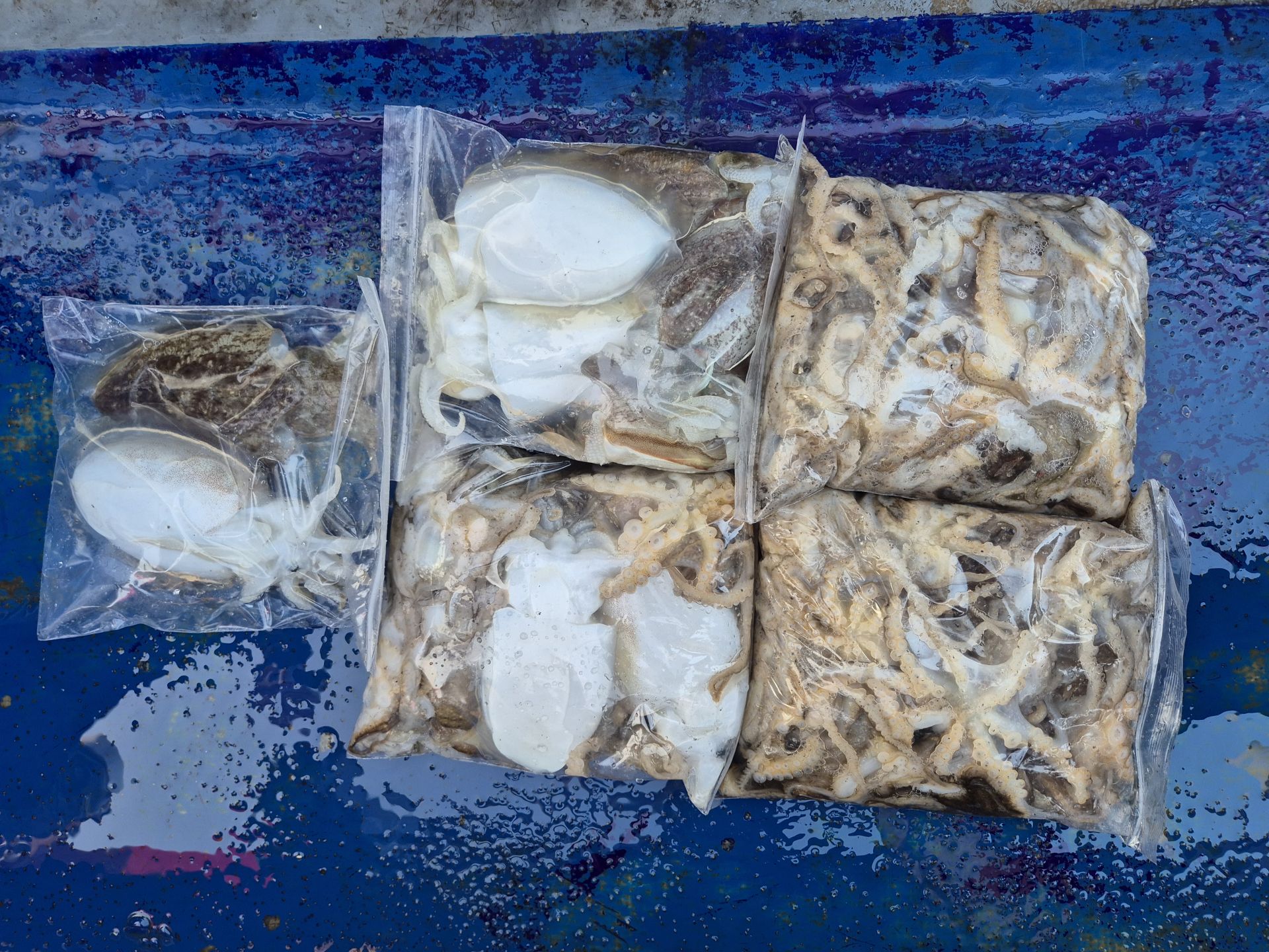 2025년11월13일 주꾸미 출조