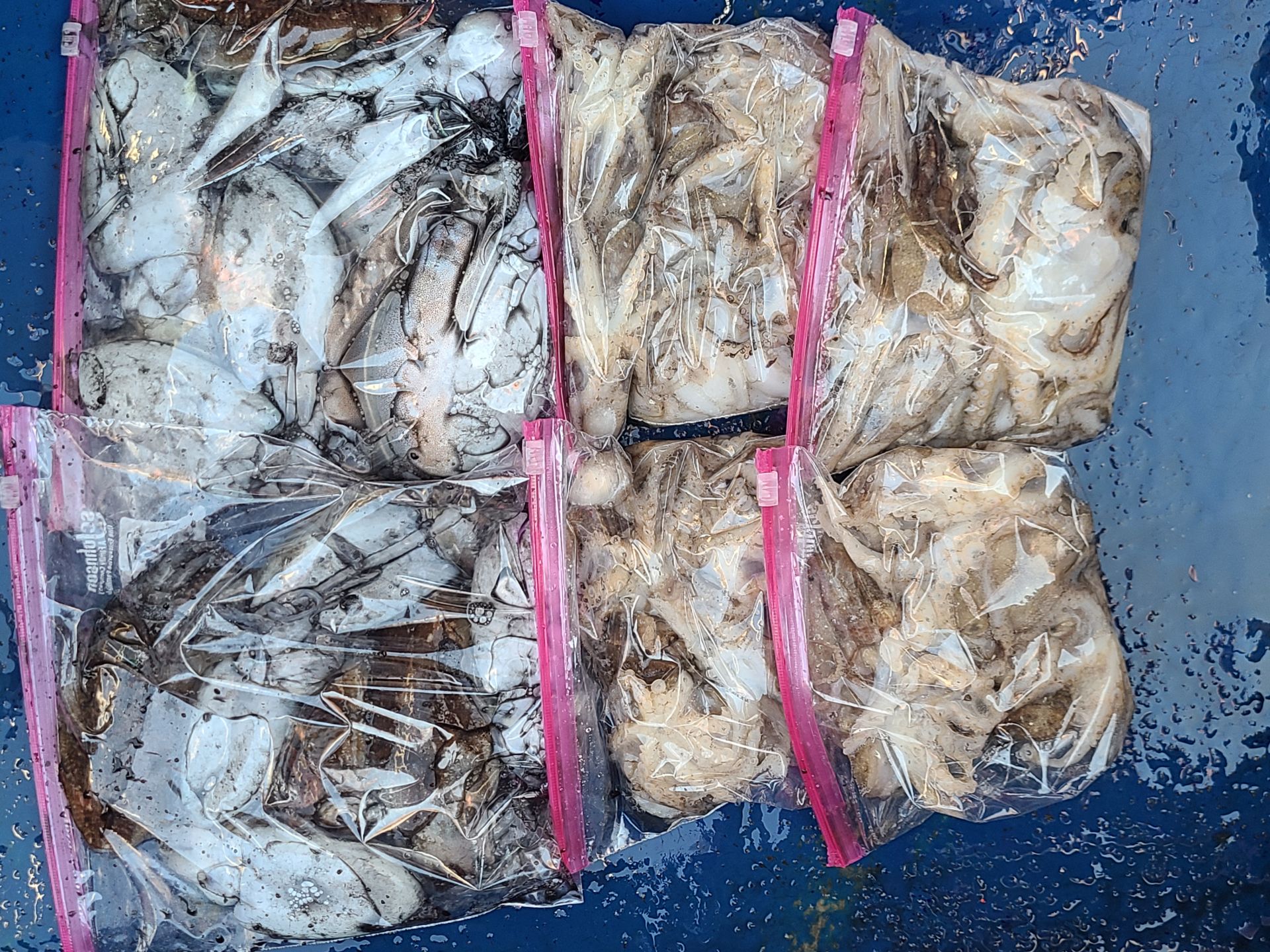 2025년11월14일 주꾸미 출조