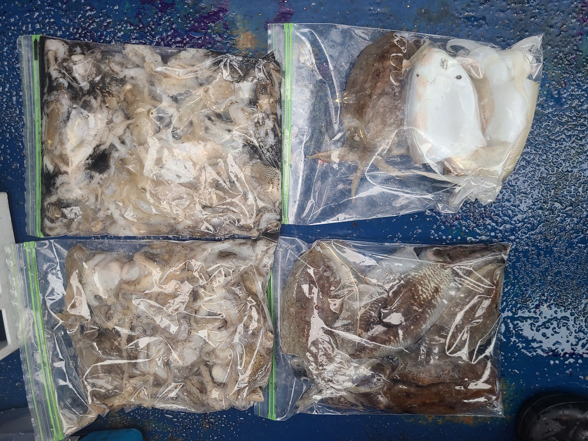 2025년11월08일 주꾸미 출조