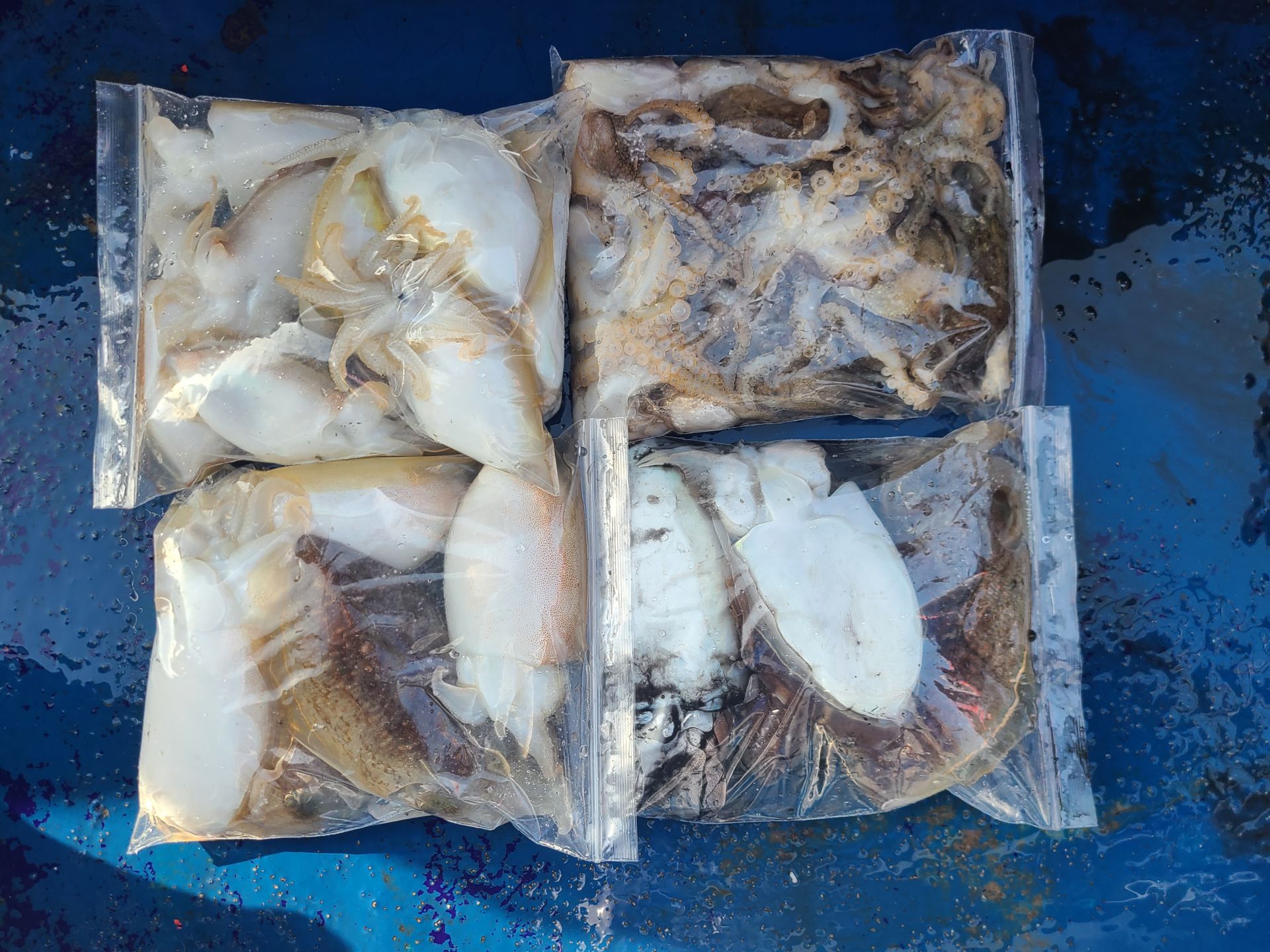 2025년11월09일 주꾸미 출조